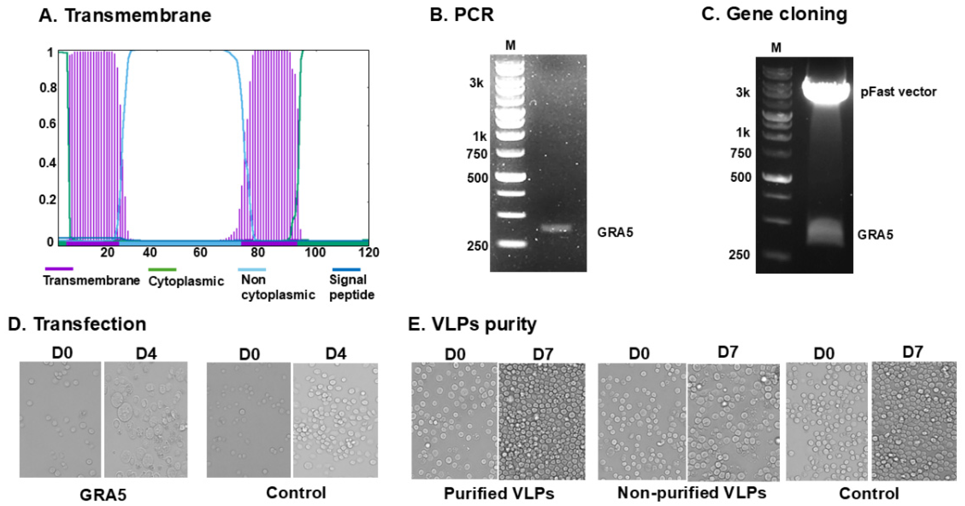 Vaccines 13 00787 g001