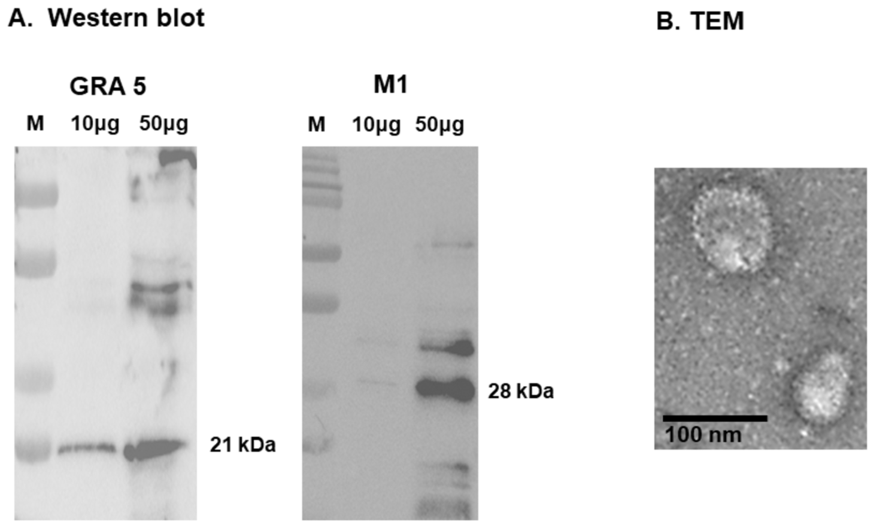 Vaccines 13 00787 g002