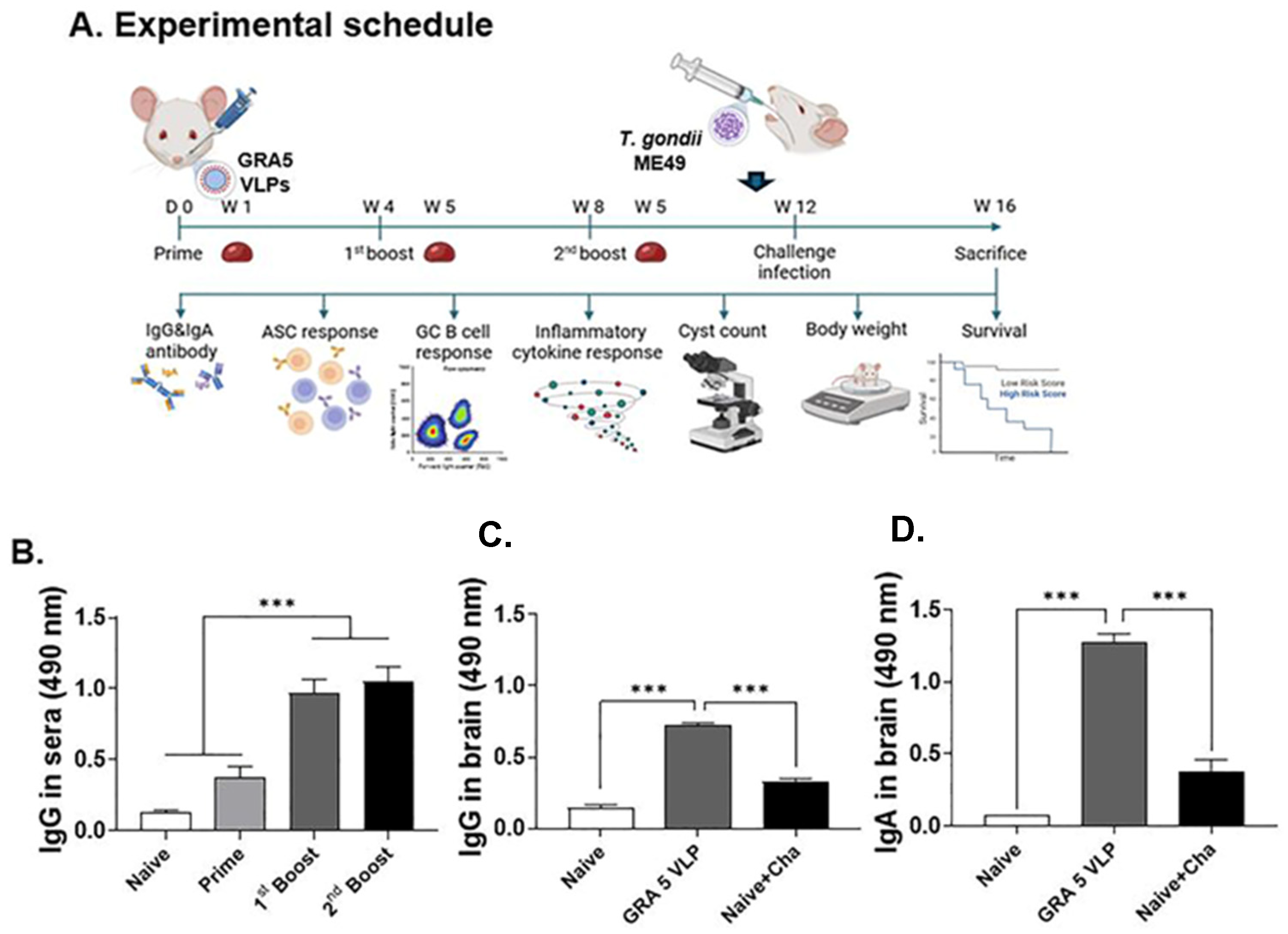Vaccines 13 00787 g003