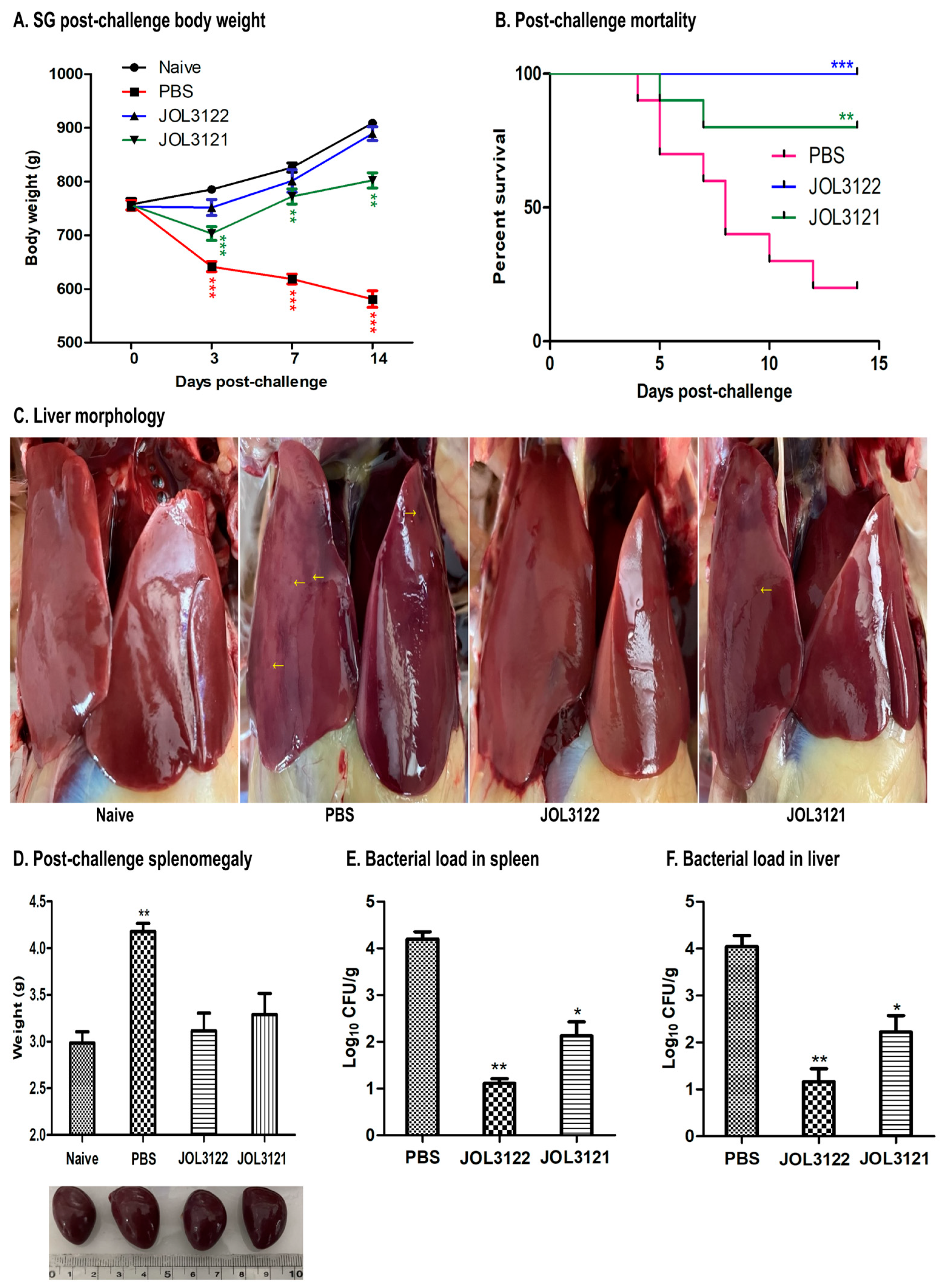 Vaccines 13 00790 g004