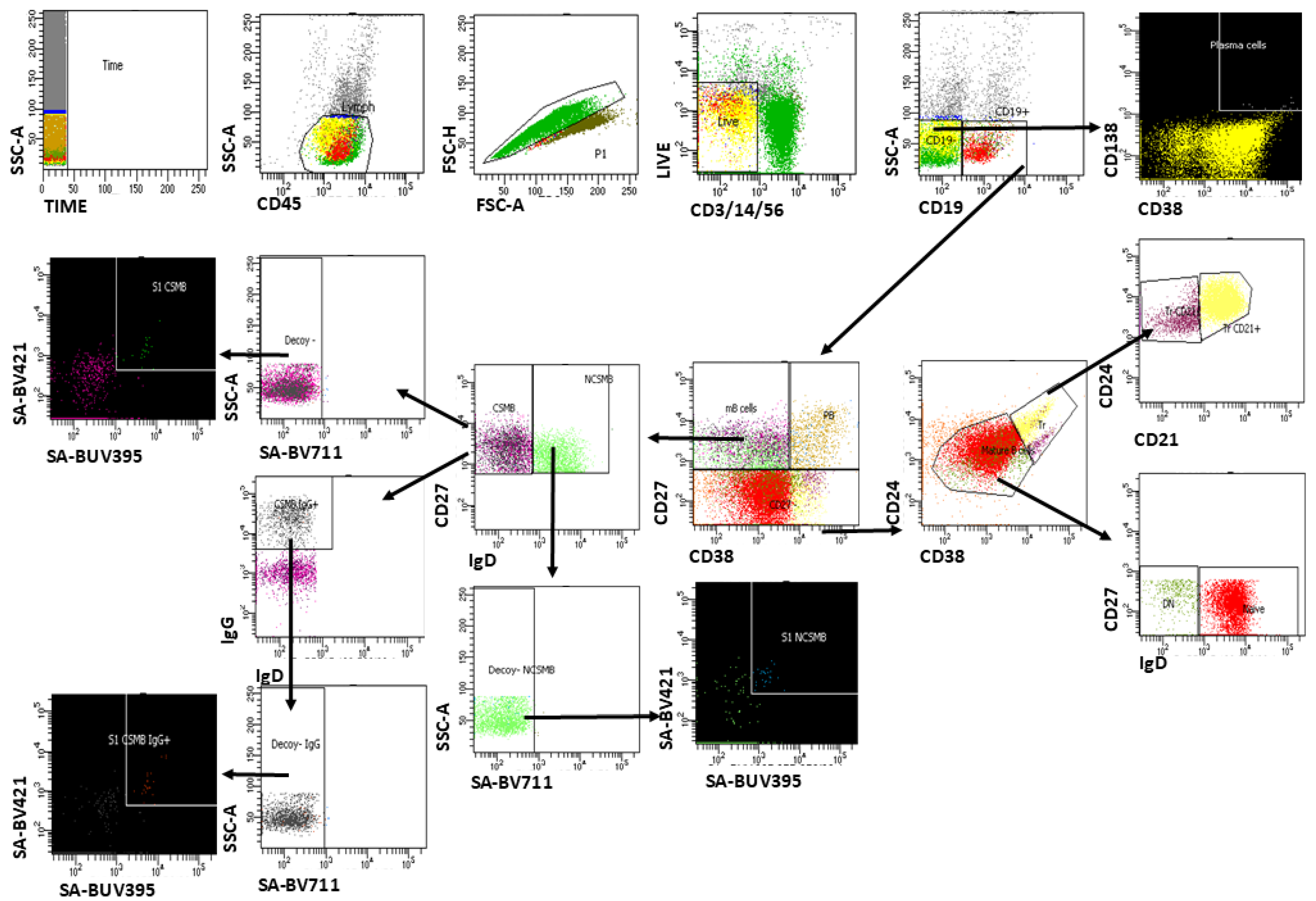 Vaccines 13 00799 g001