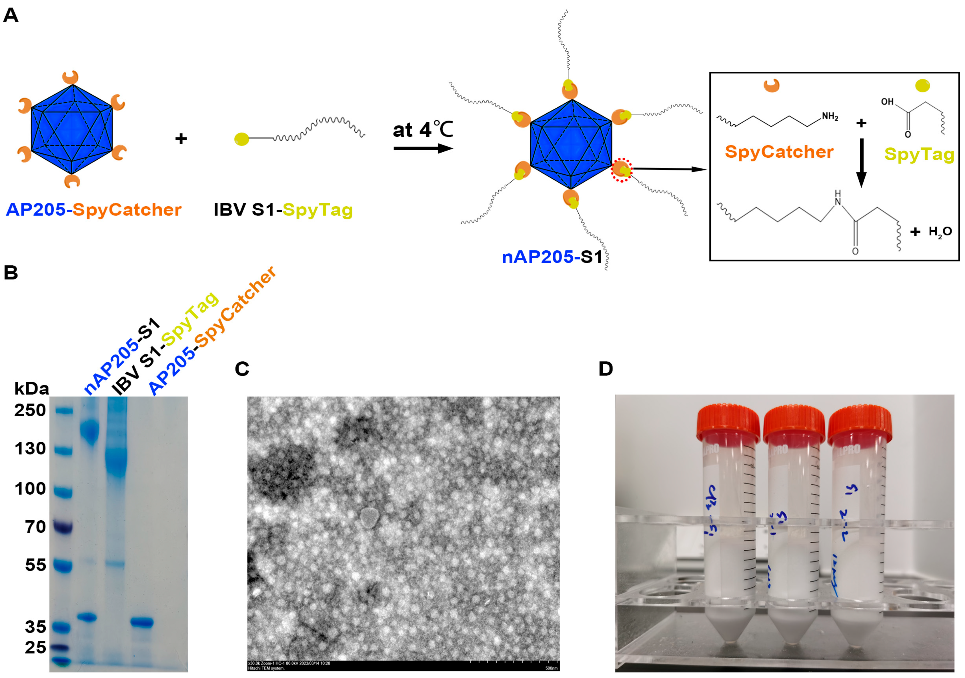 Vaccines 13 00802 g003