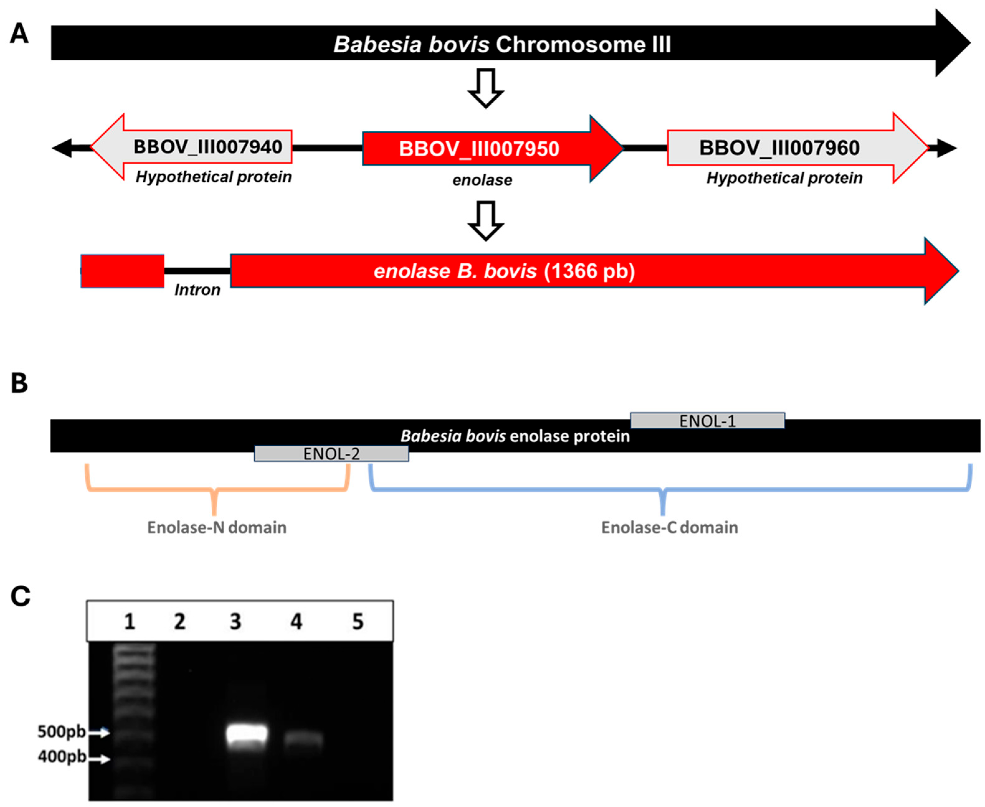 Vaccines 13 00818 g001