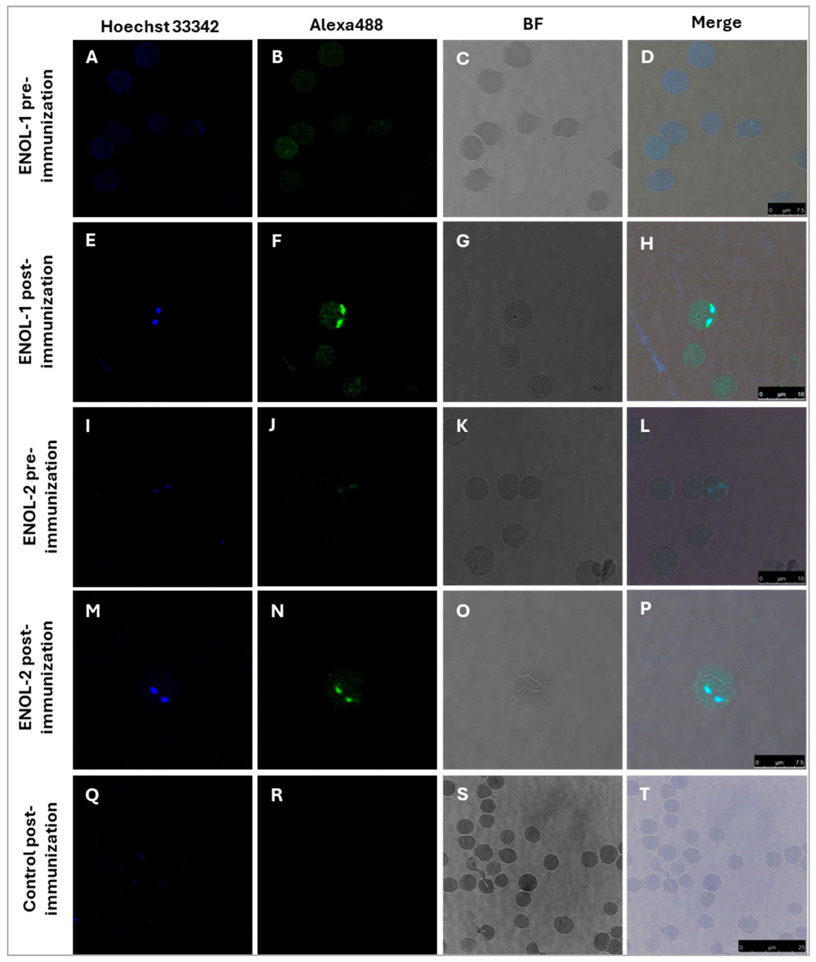 Vaccines 13 00818 g003