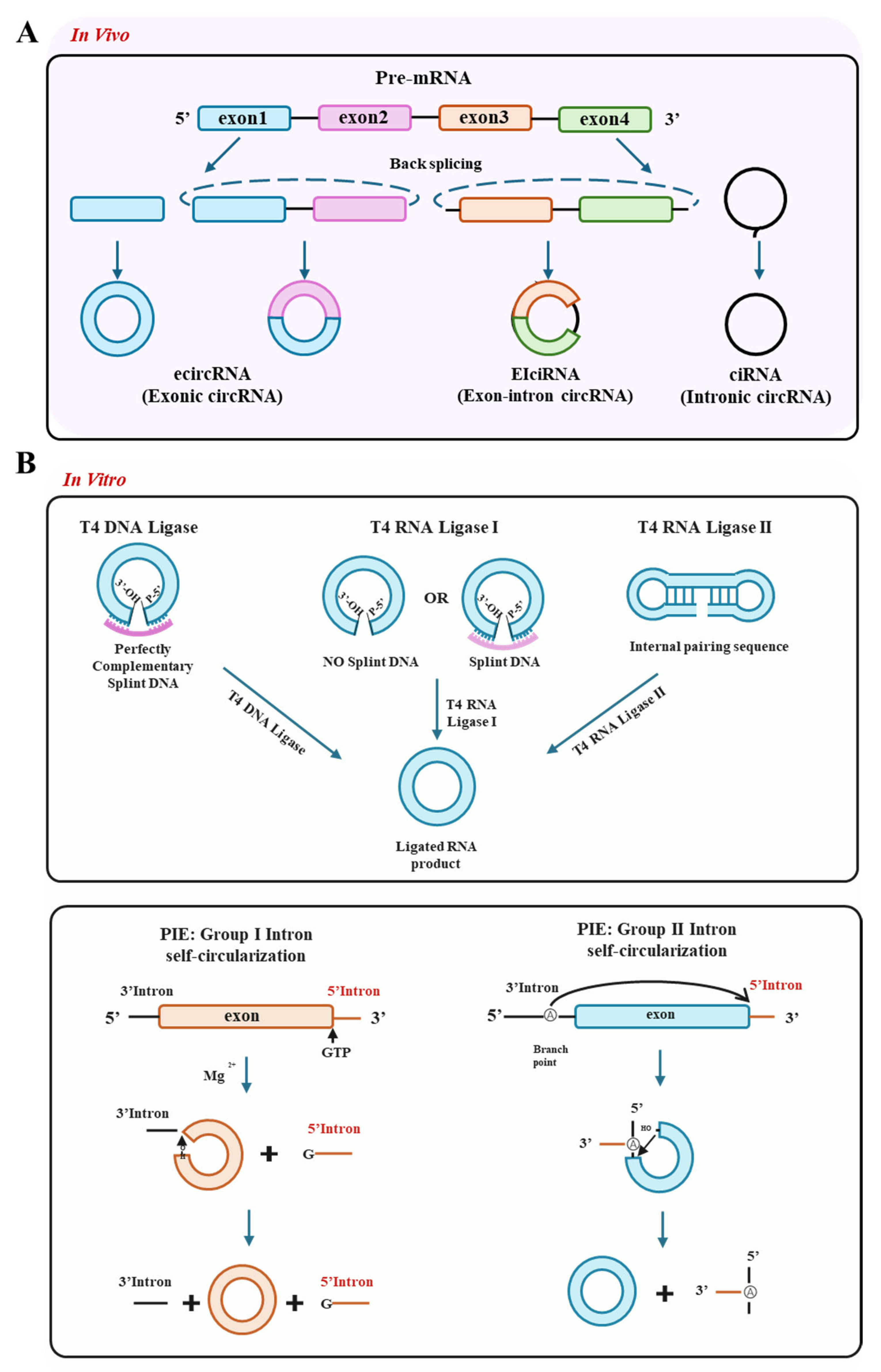 Vaccines 13 00821 g001