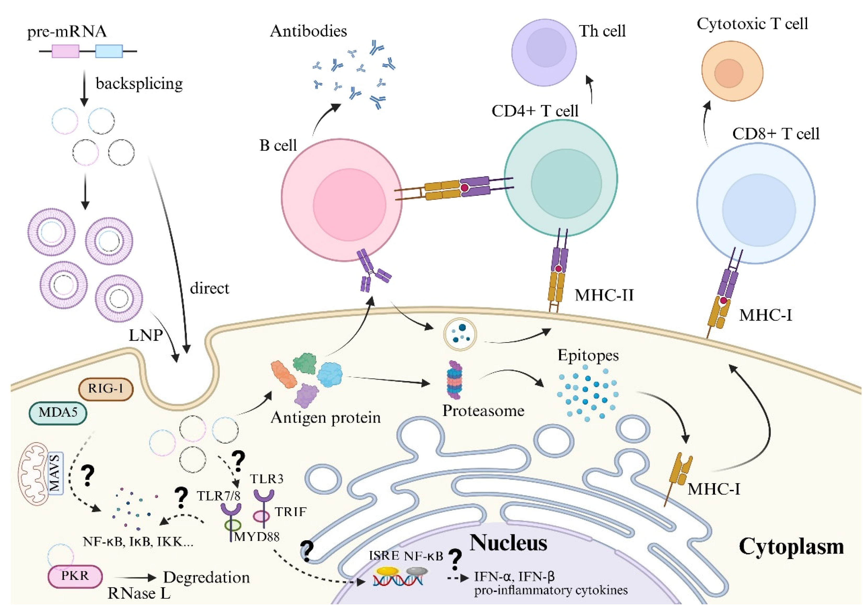Vaccines 13 00821 g003