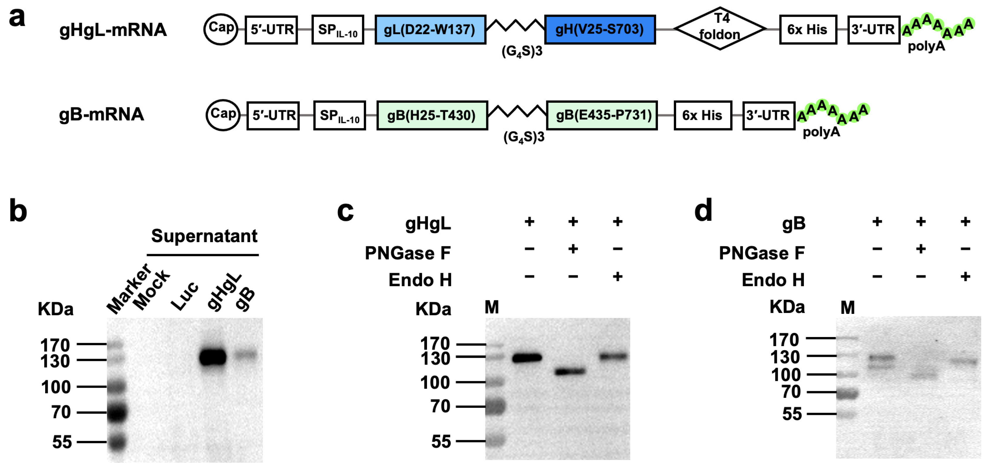 Vaccines 13 00830 g001