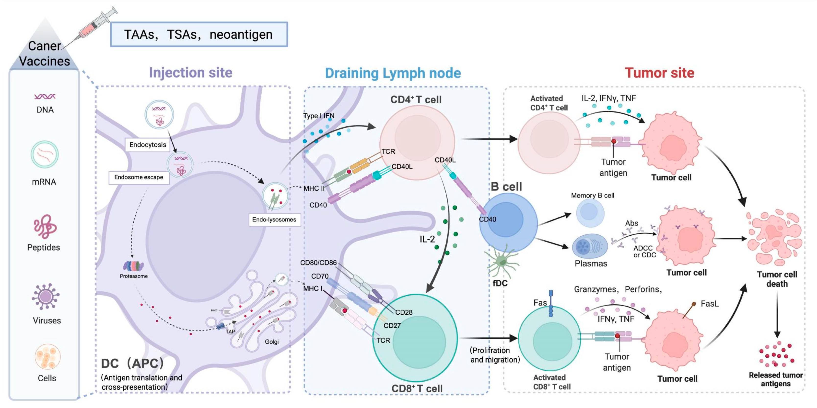 Vaccines 13 00836 g001