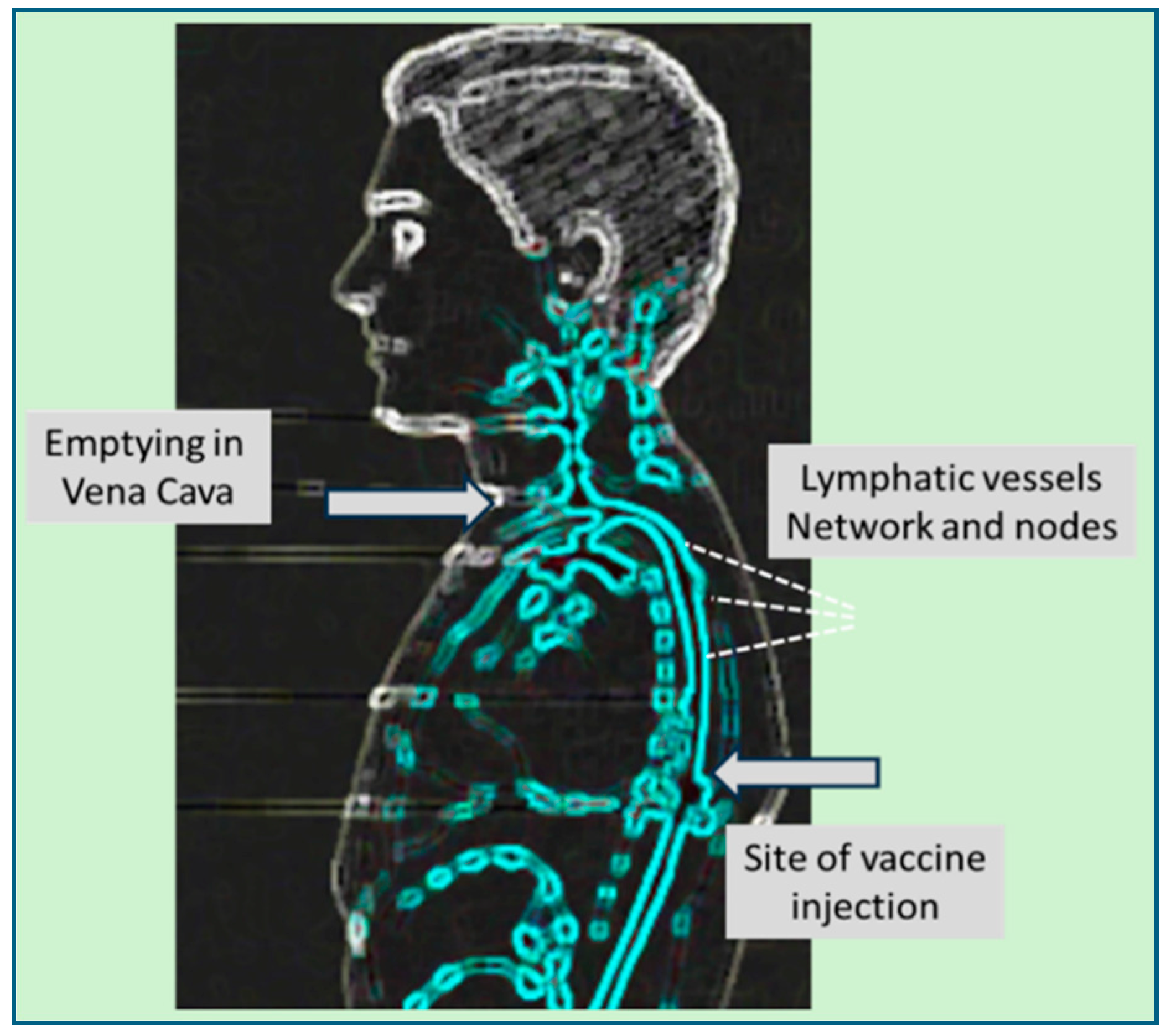 Vaccines 13 00855 g004 Vaccines 13 00855 g004