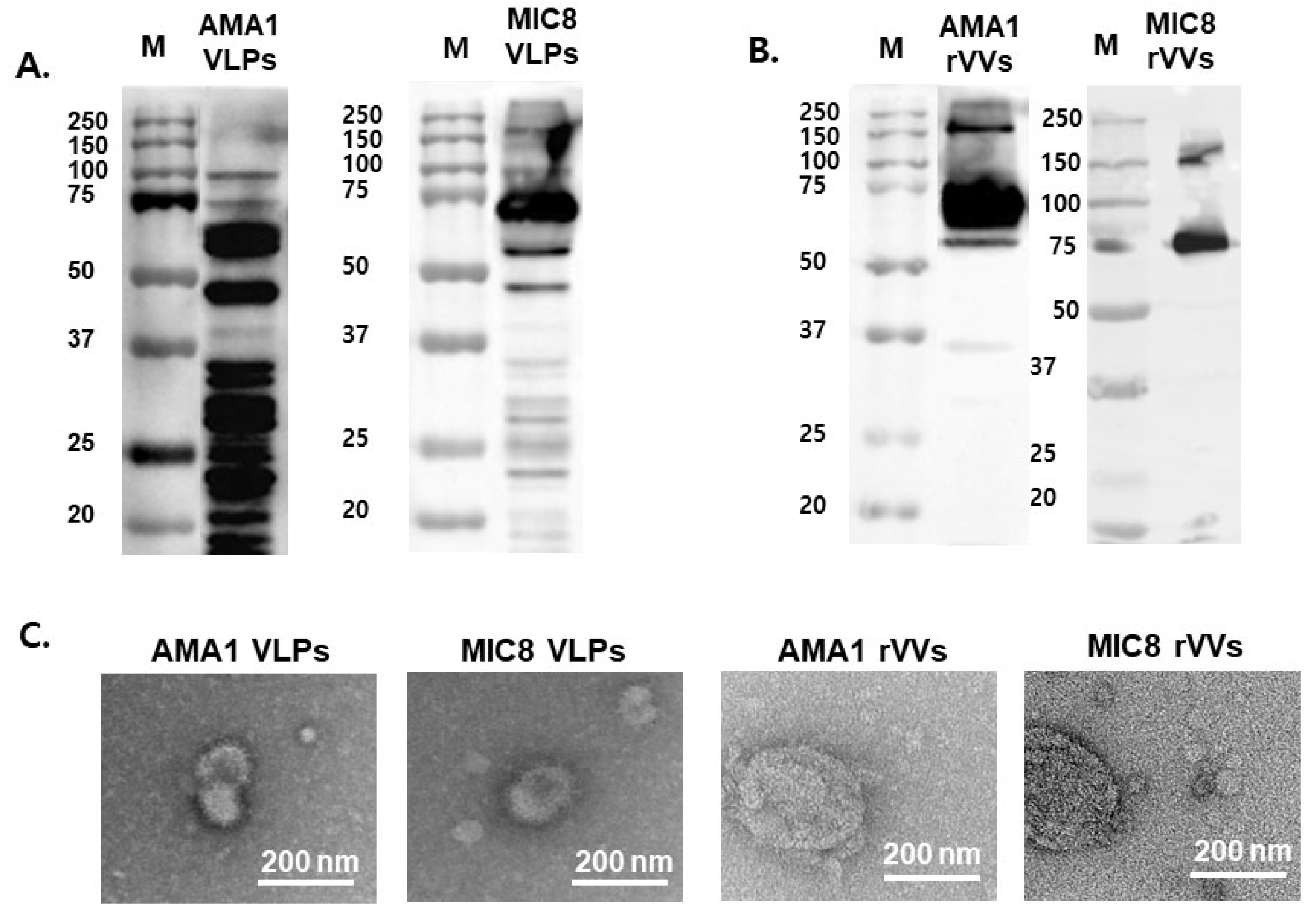 Vaccines 13 00862 g001 Vaccines 13 00862 g001