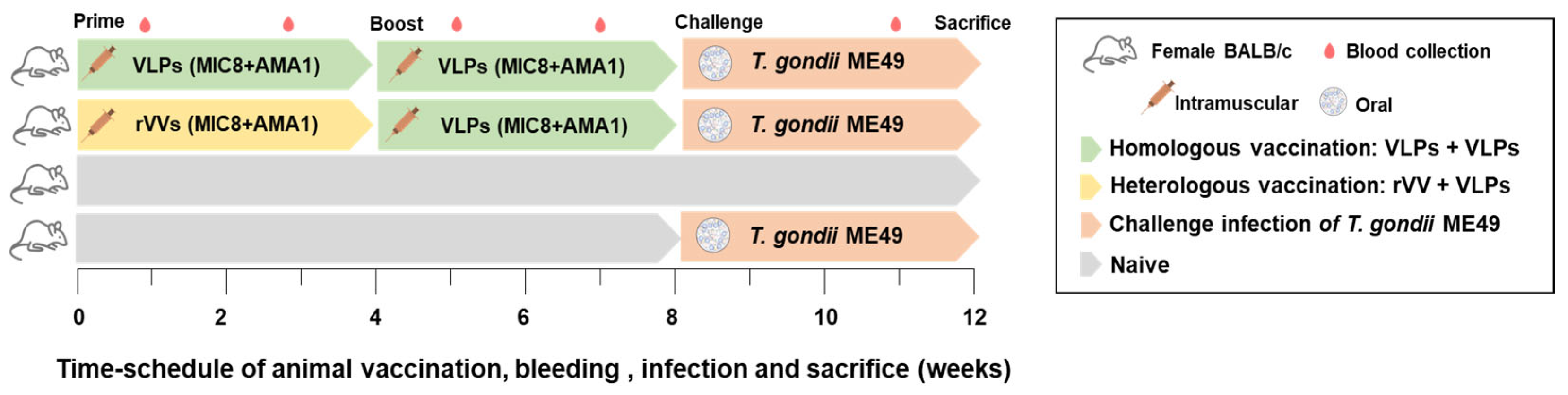 Vaccines 13 00862 g002 Vaccines 13 00862 g002