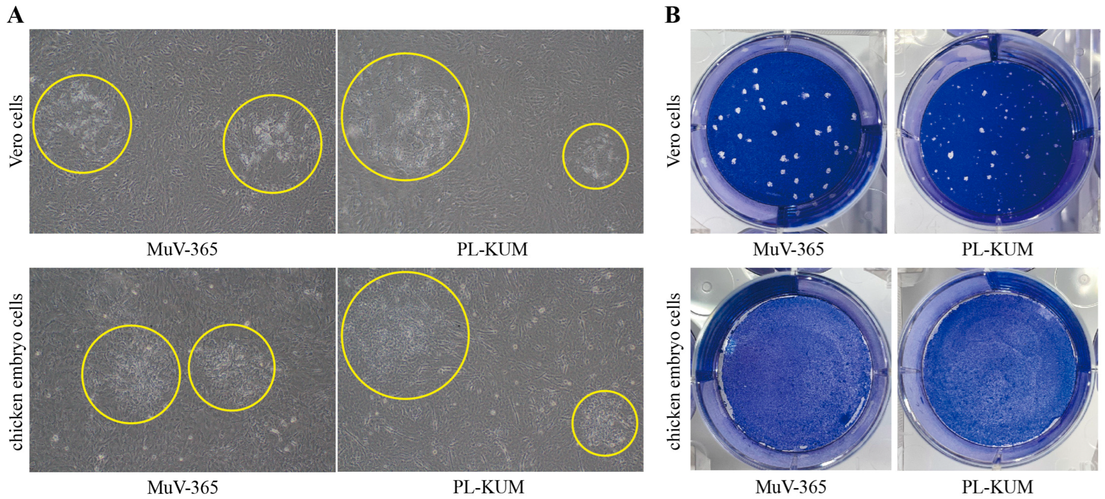 Vaccines 13 00879 g001