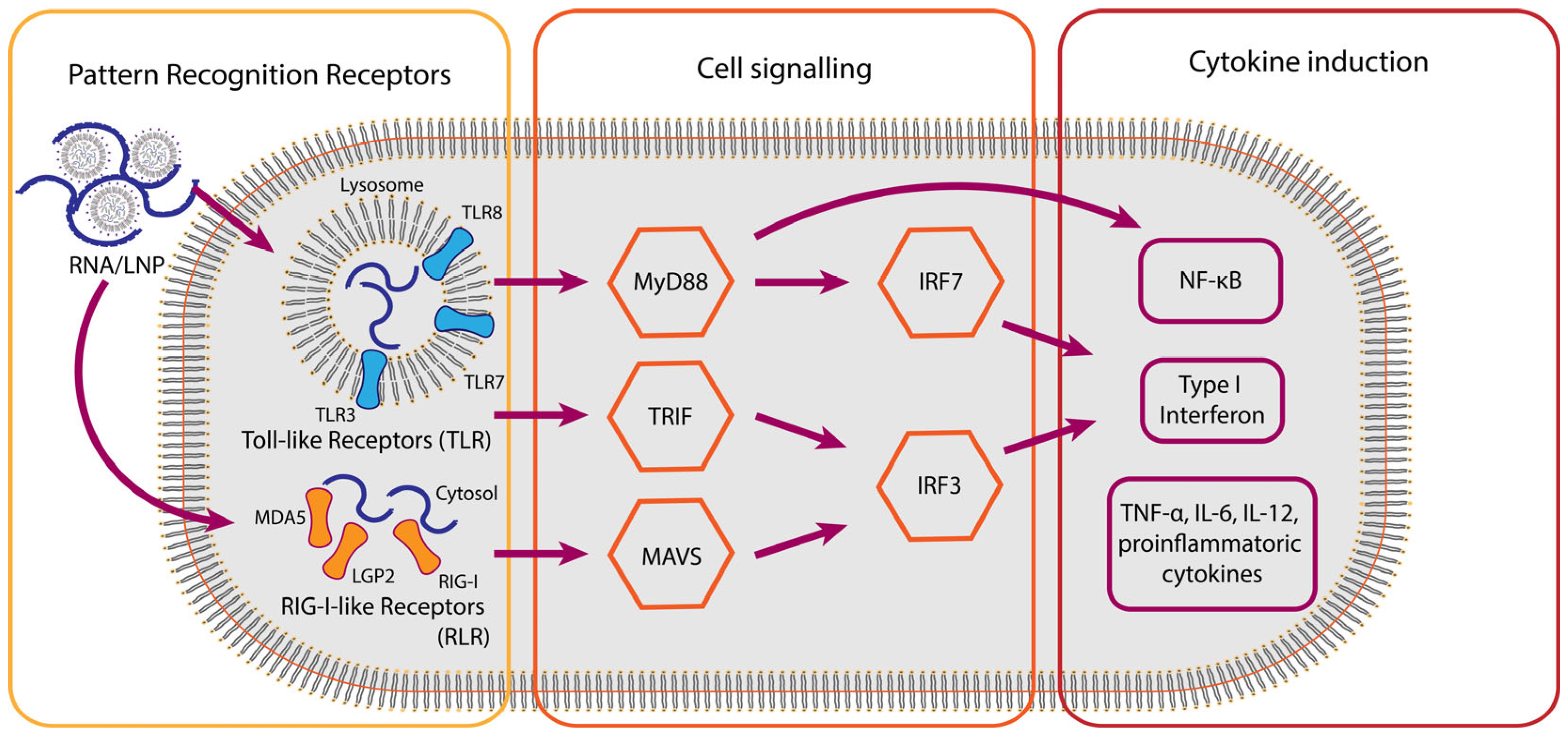 Vaccines 13 00882 g001