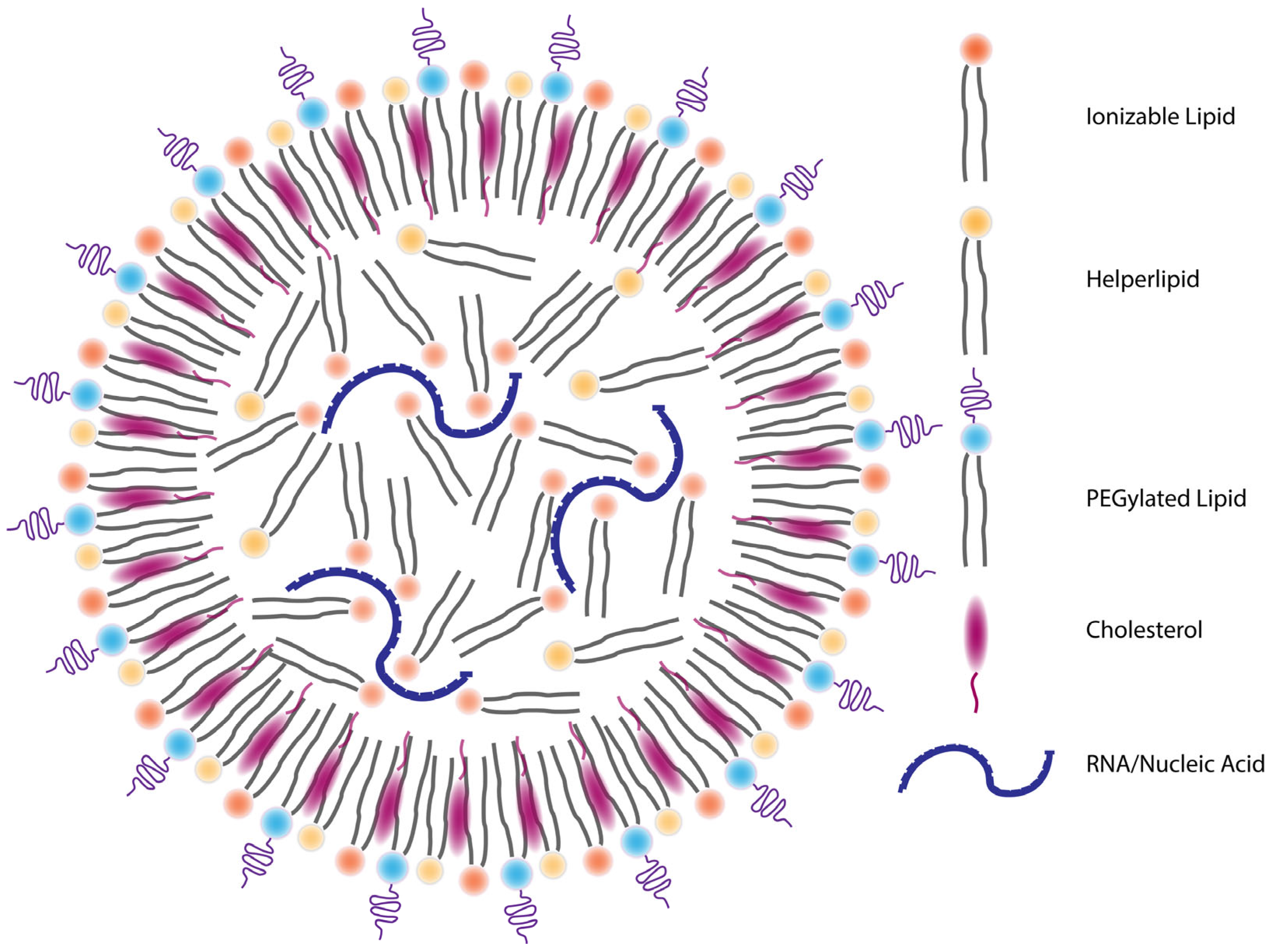 Vaccines 13 00882 g002