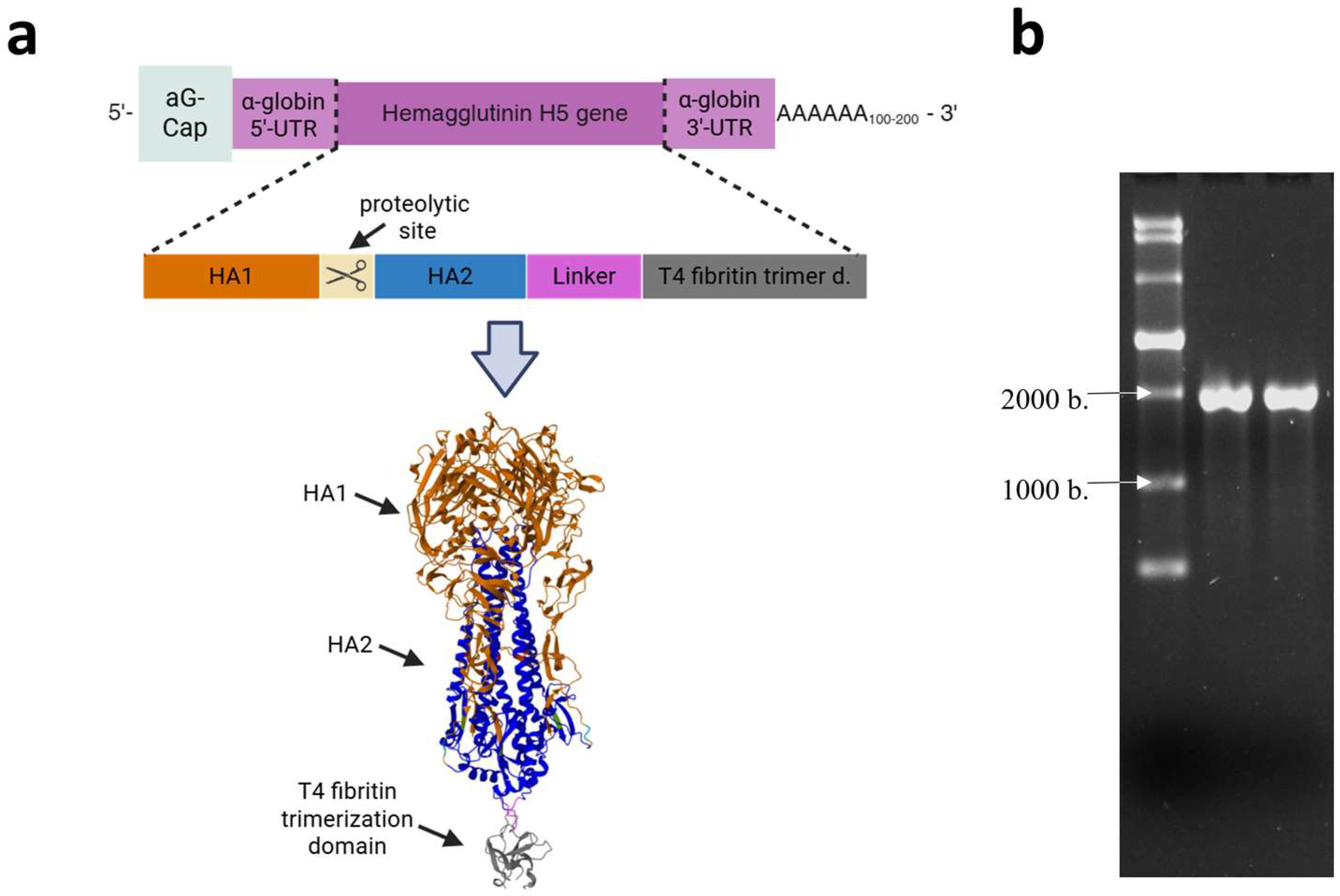 Vaccines 13 00883 g001