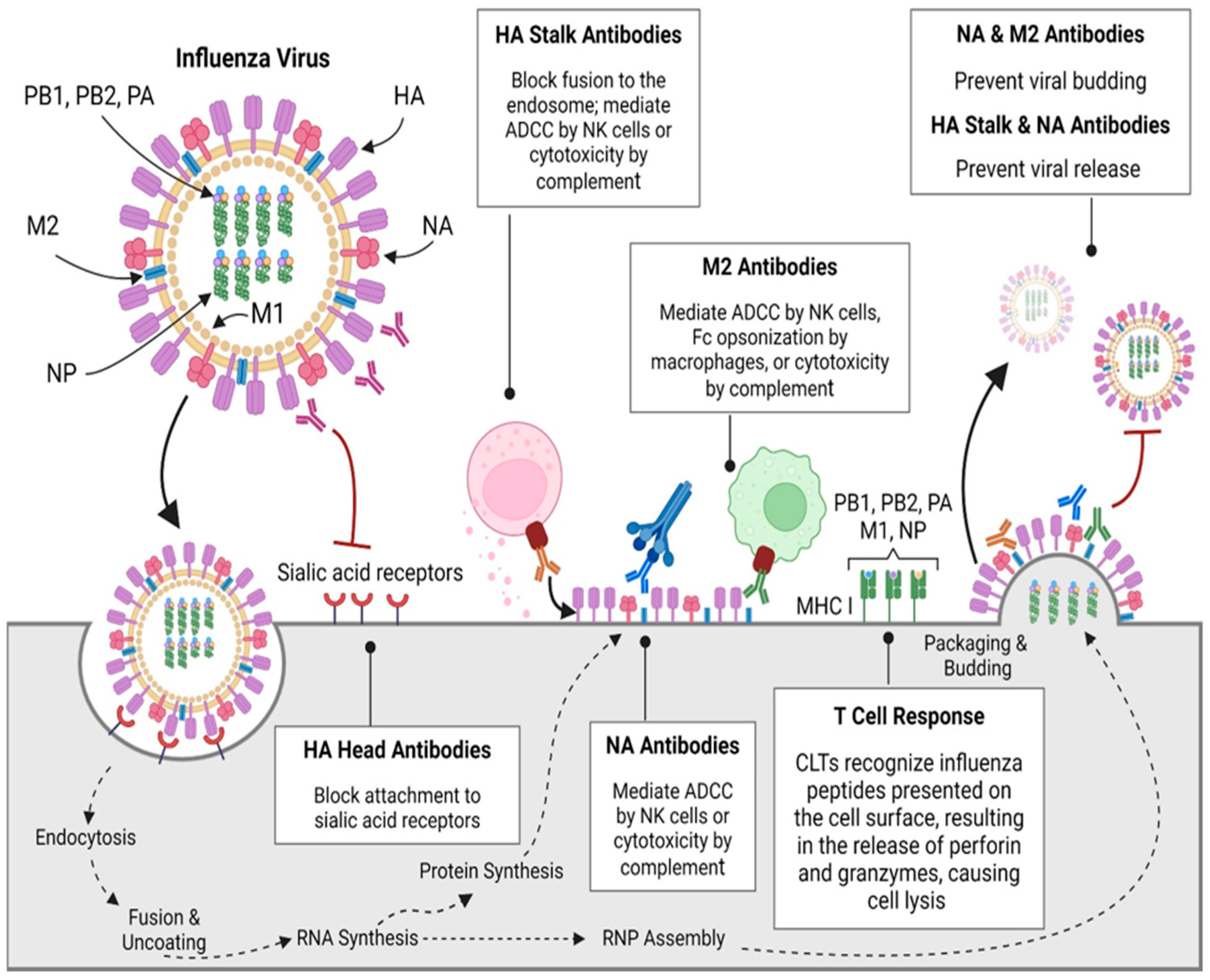 Vaccines 13 00890 g001