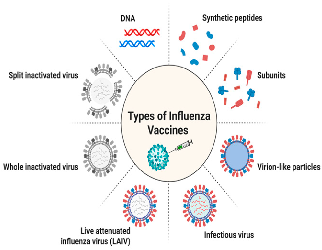 Vaccines 13 00890 g002