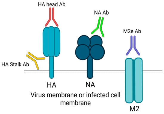 Vaccines 13 00890 g004