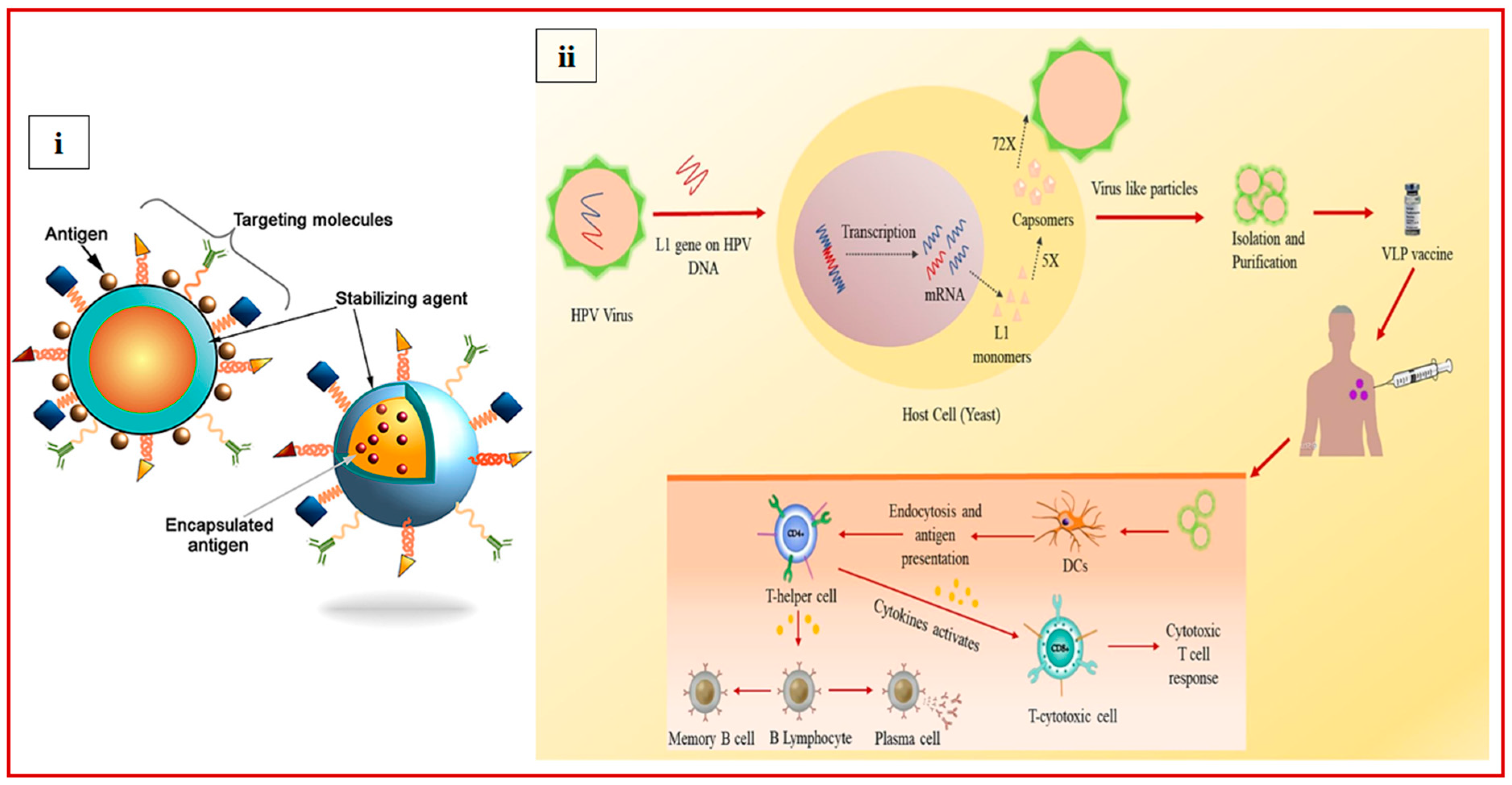 Vaccines 13 00890 g005