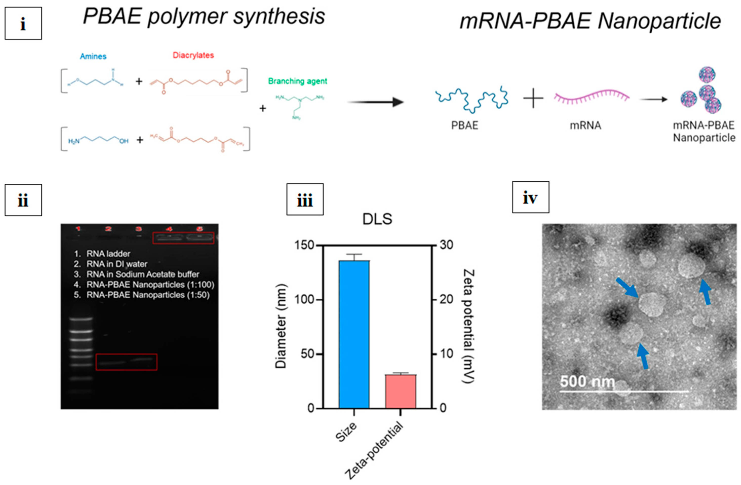 Vaccines 13 00890 g007