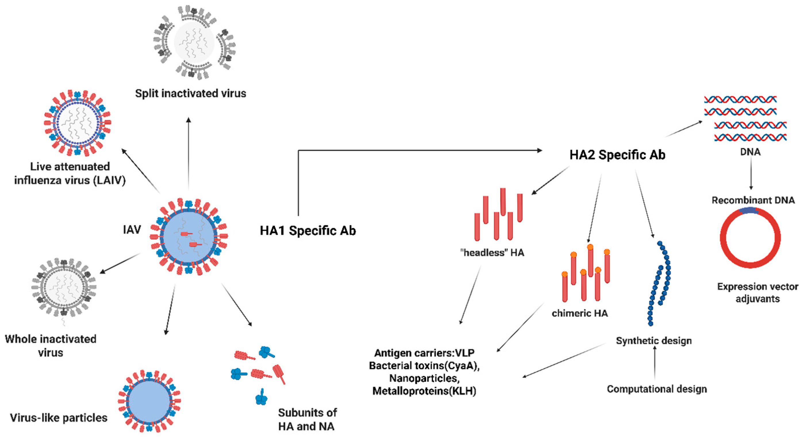 Vaccines 13 00890 g008