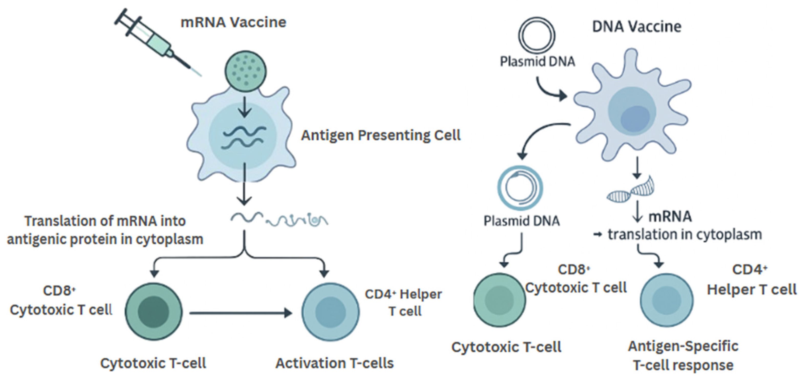 Vaccines 13 00899 g003