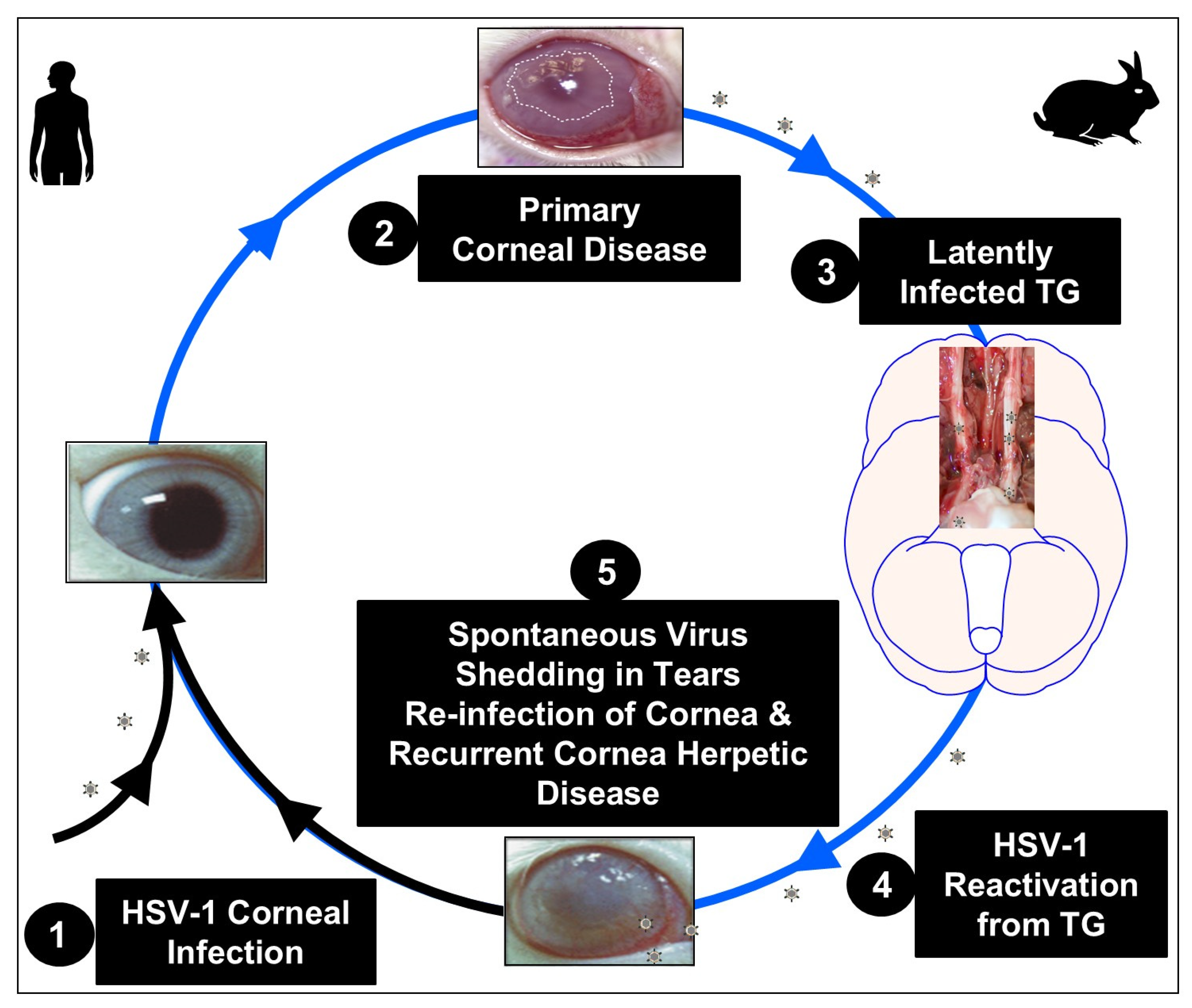 Vaccines 13 00908 g001