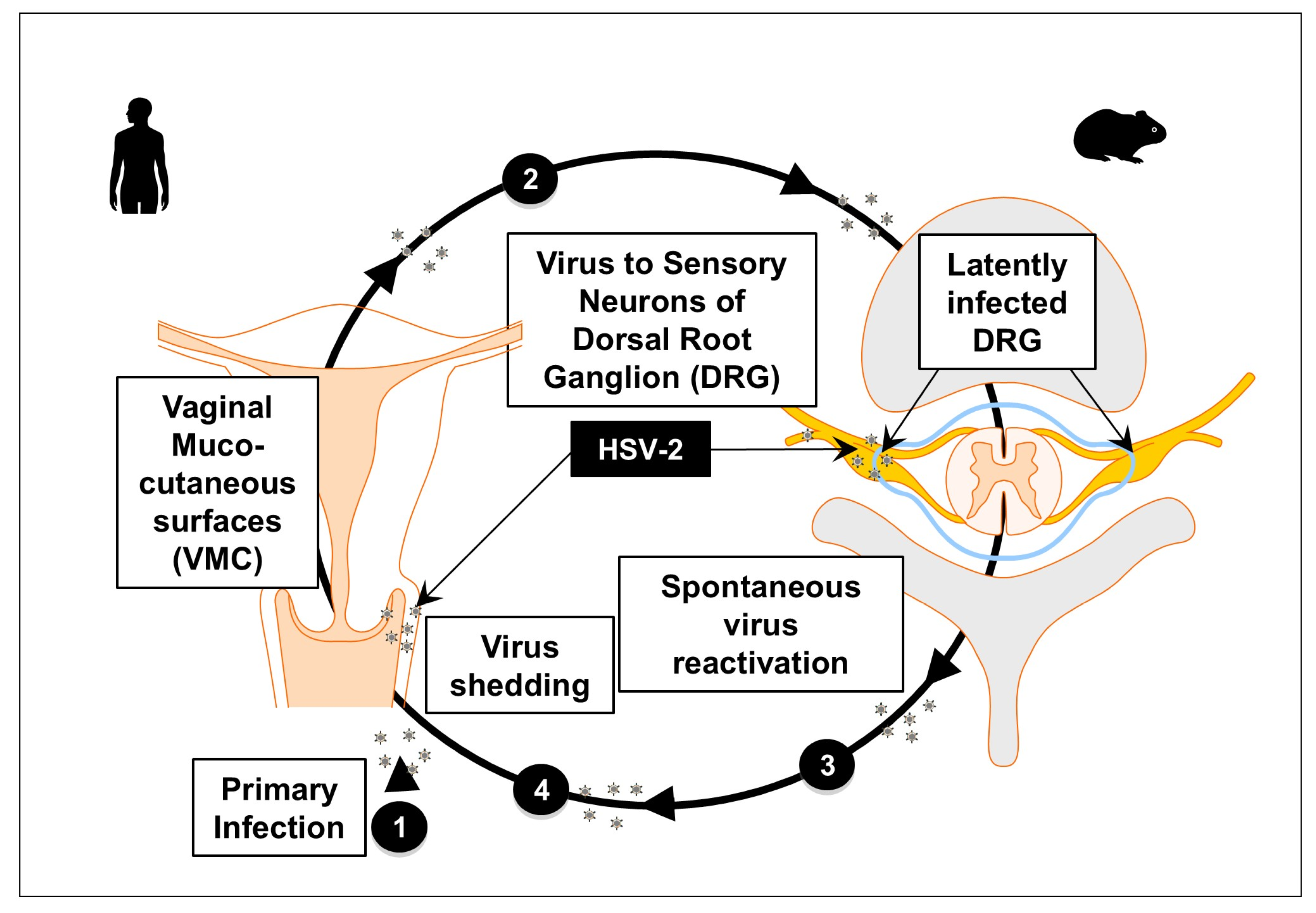 Vaccines 13 00908 g002