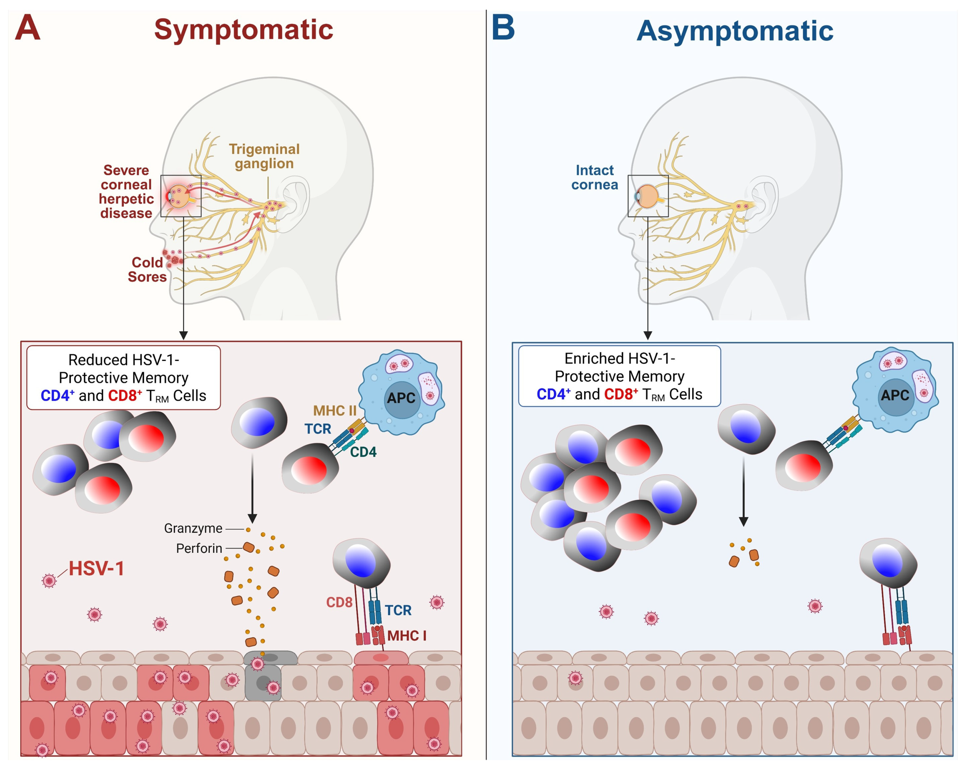 Vaccines 13 00908 g004