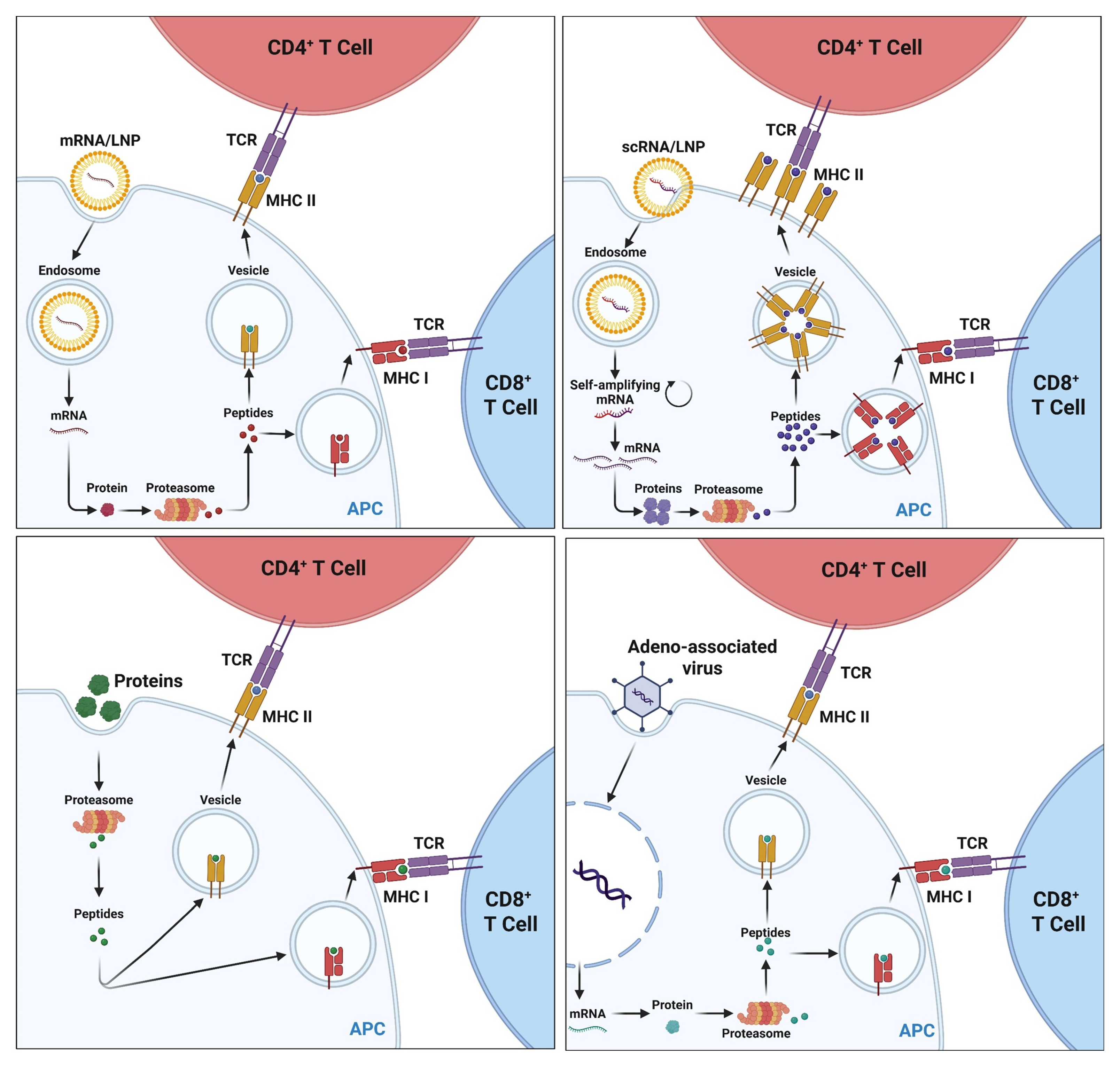 Vaccines 13 00908 g007
