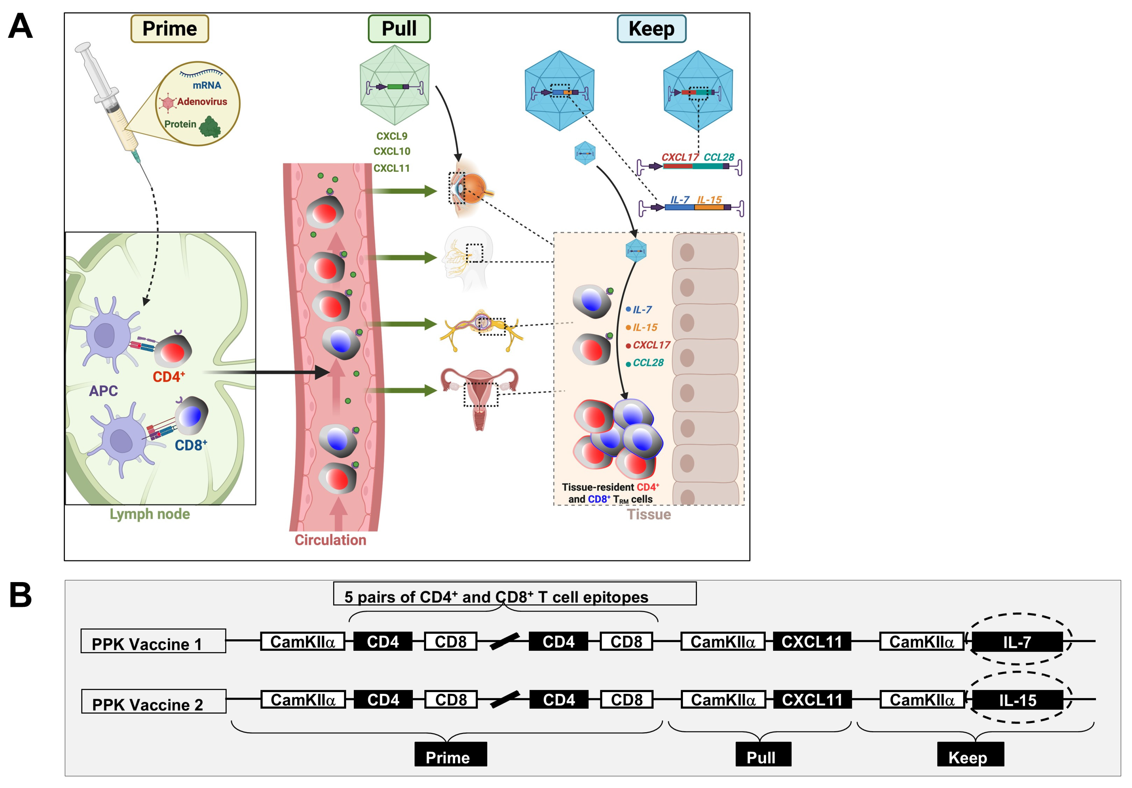 Vaccines 13 00908 g008