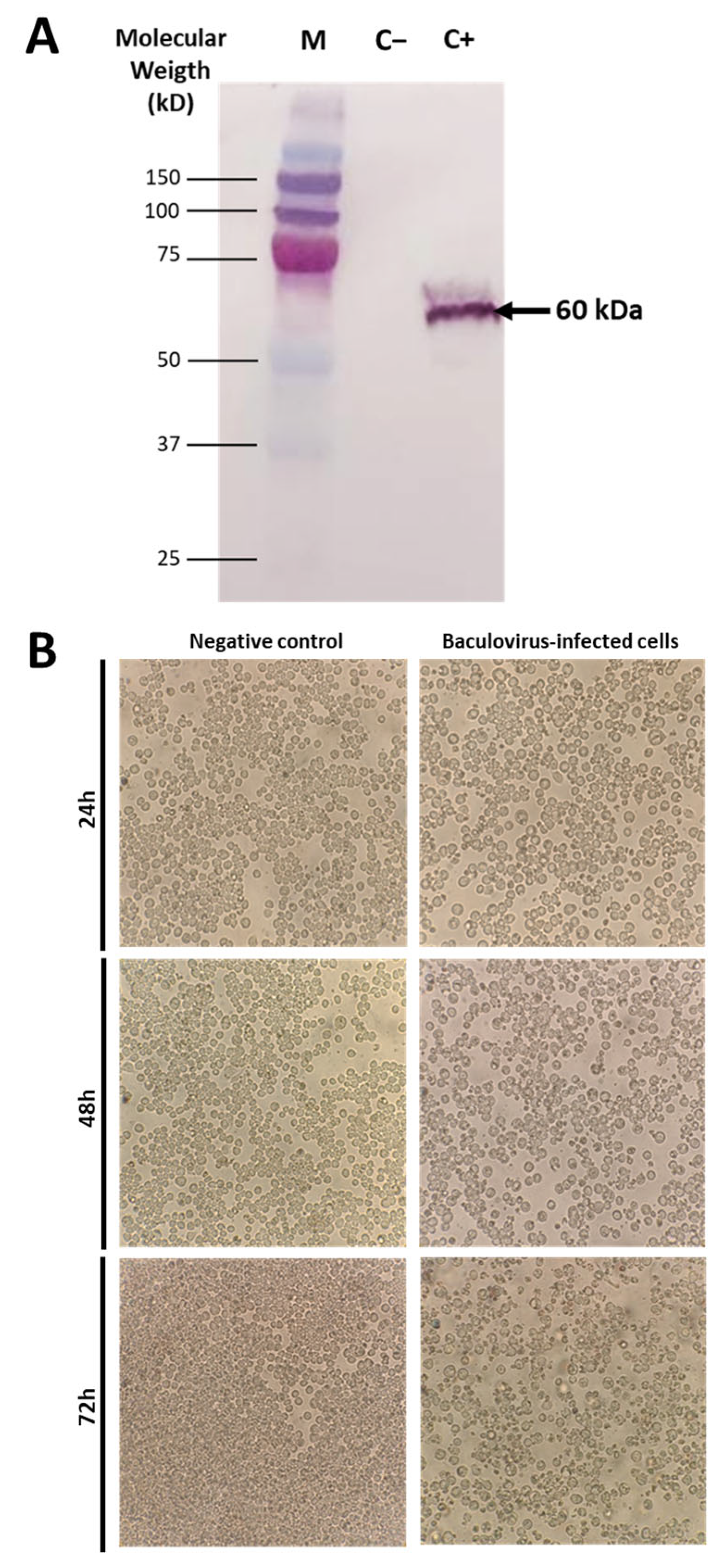 Vaccines 13 00926 g001 Vaccines 13 00926 g001