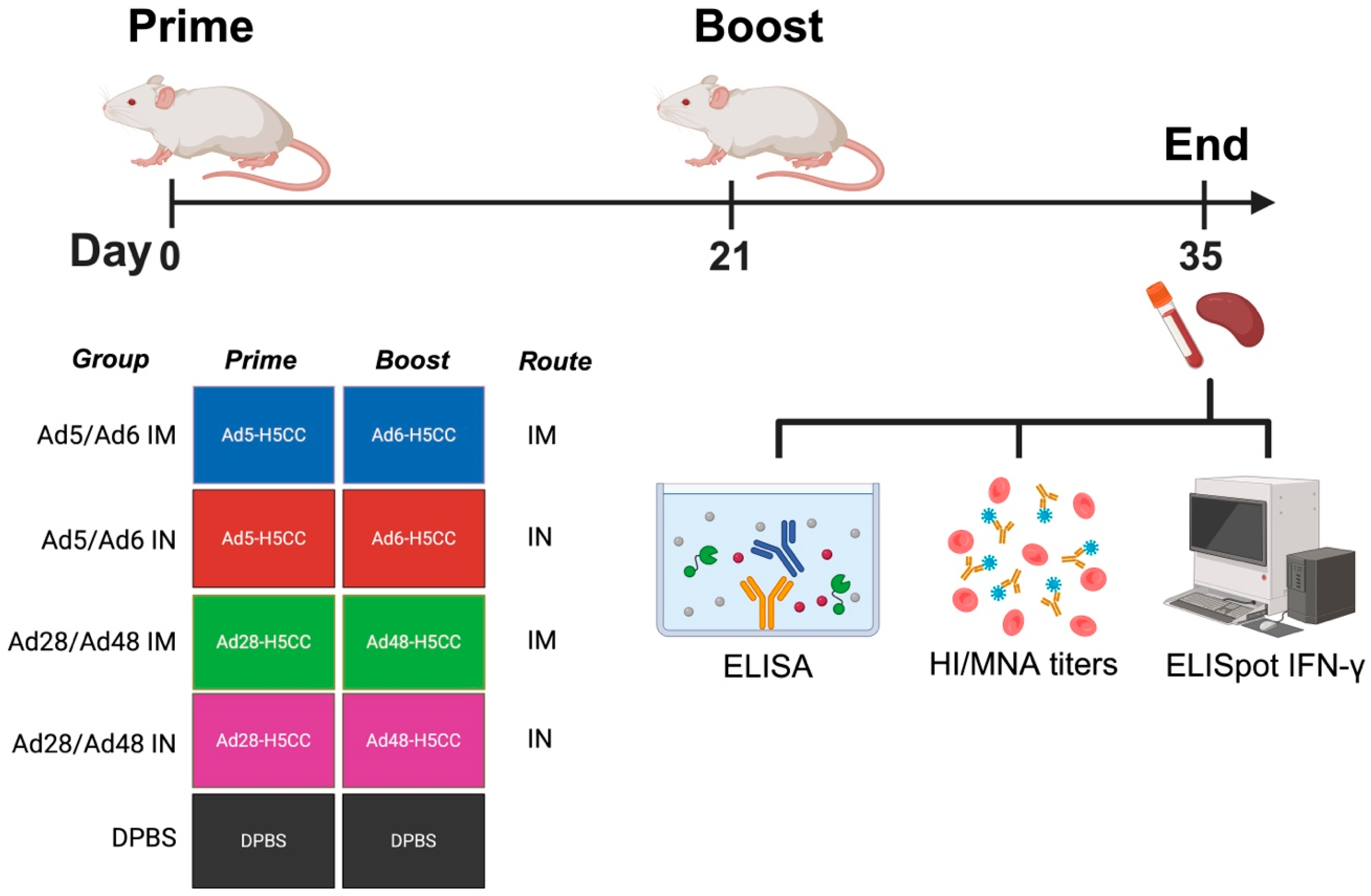 Vaccines 13 00928 g001