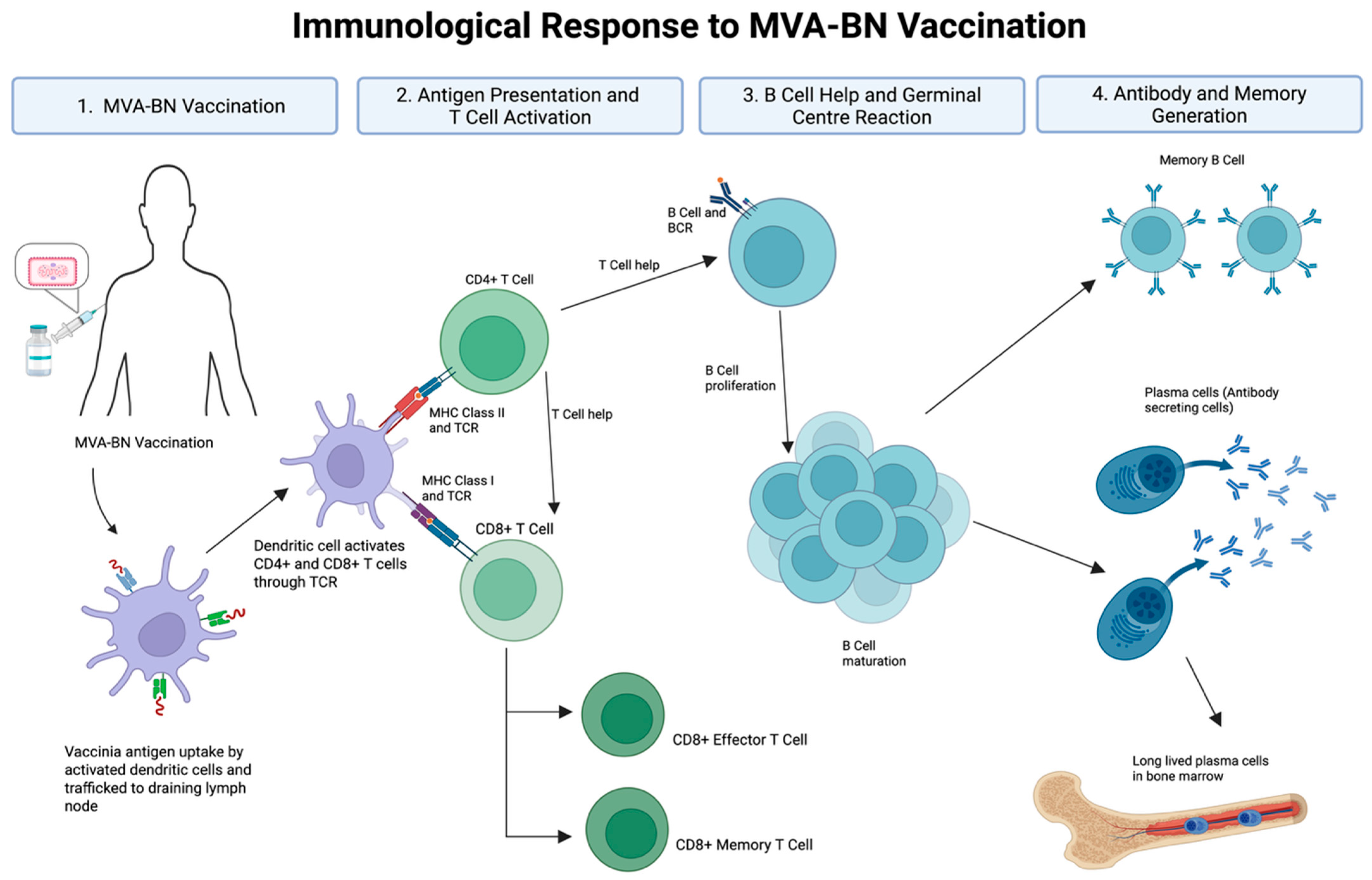 Vaccines 13 00930 g001