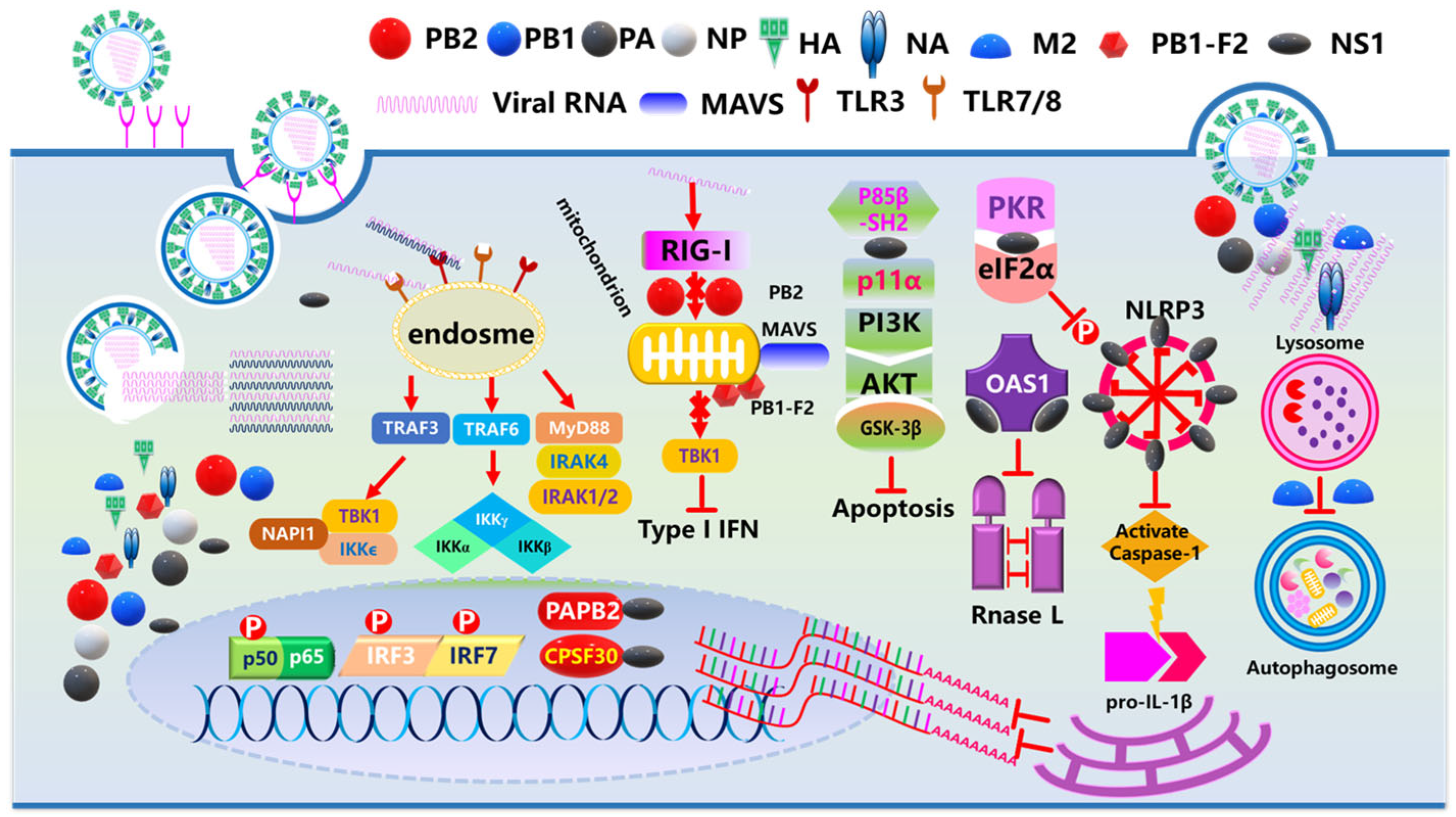Vaccines 13 00936 g002