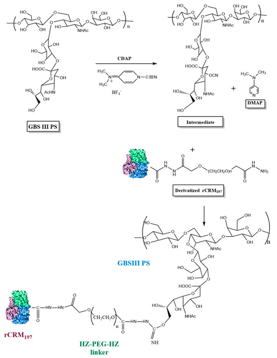 Vaccines 13 00952 g001