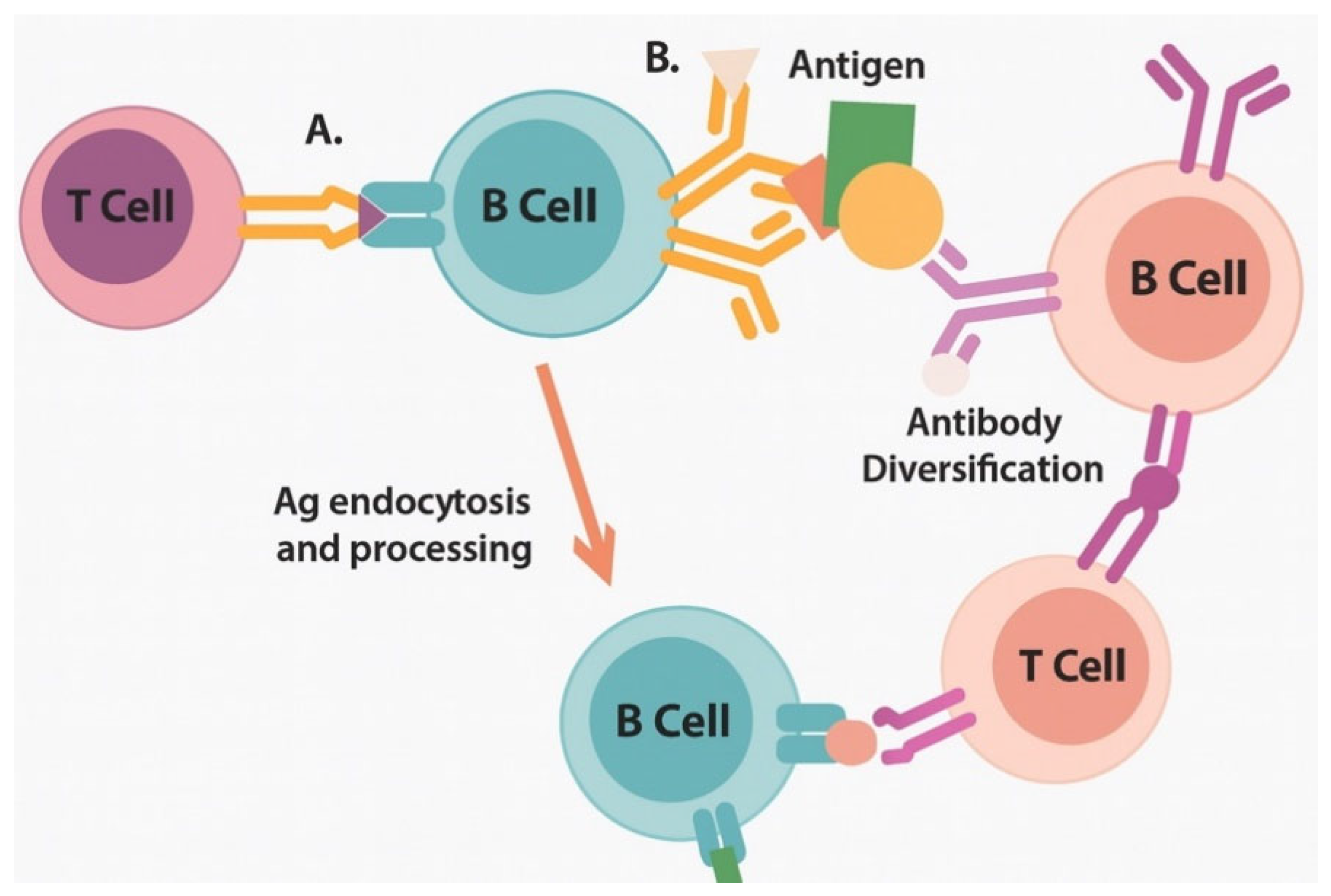 Vaccines 13 00970 g002 Vaccines 13 00970 g002