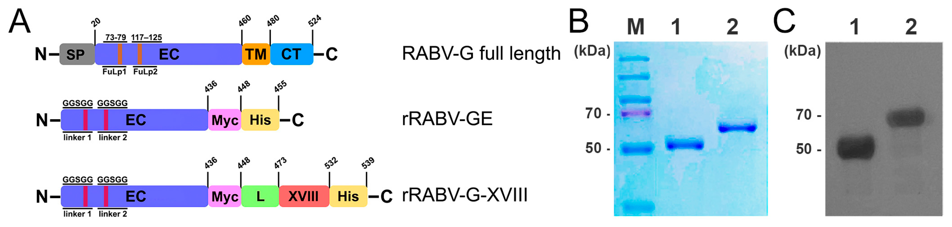 Vaccines 13 00971 g001