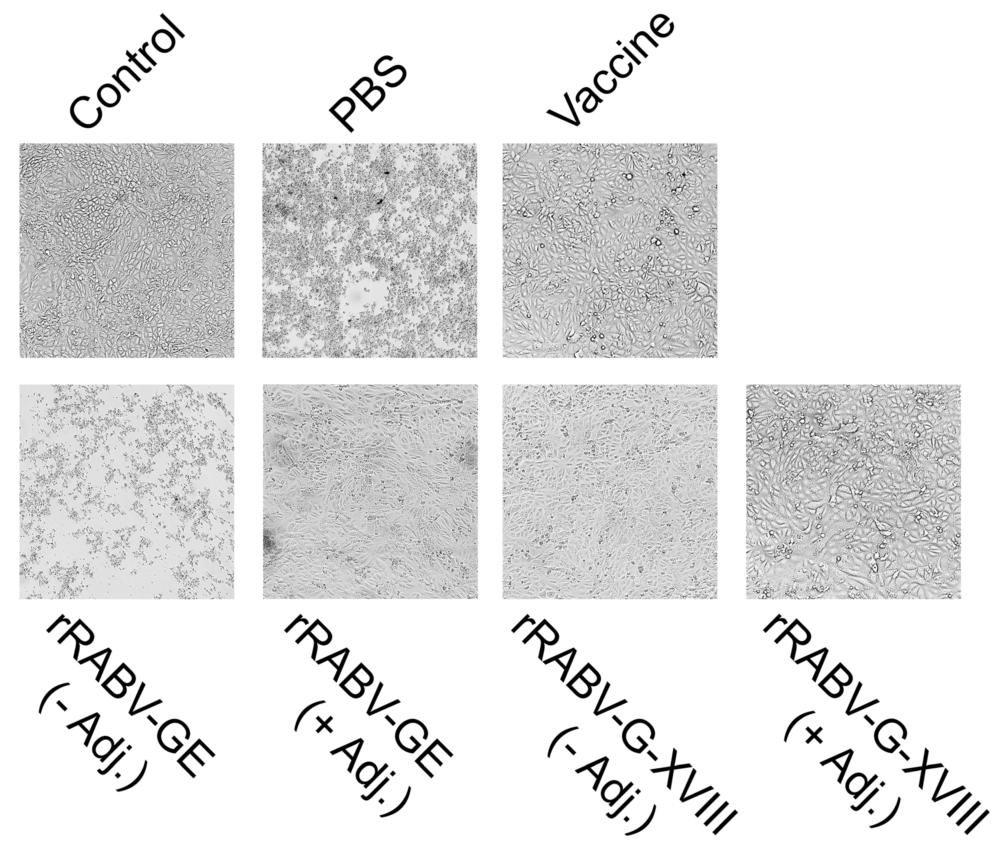 Vaccines 13 00971 g004