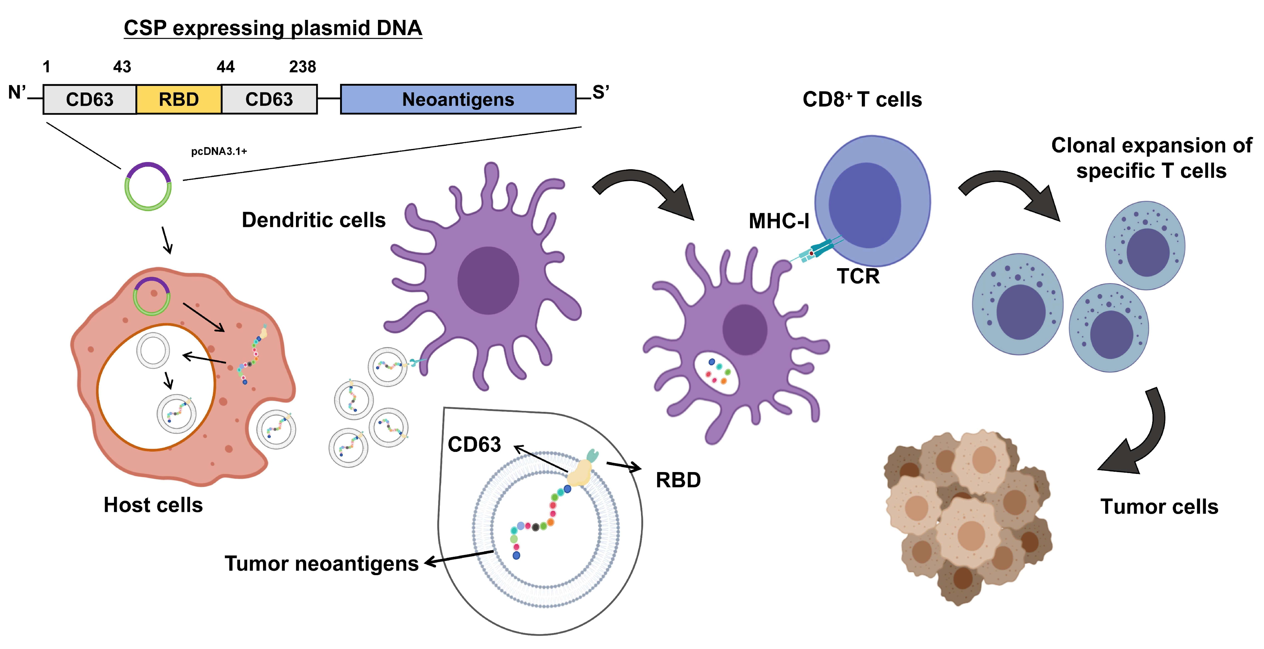 Vaccines 13 00977 g001