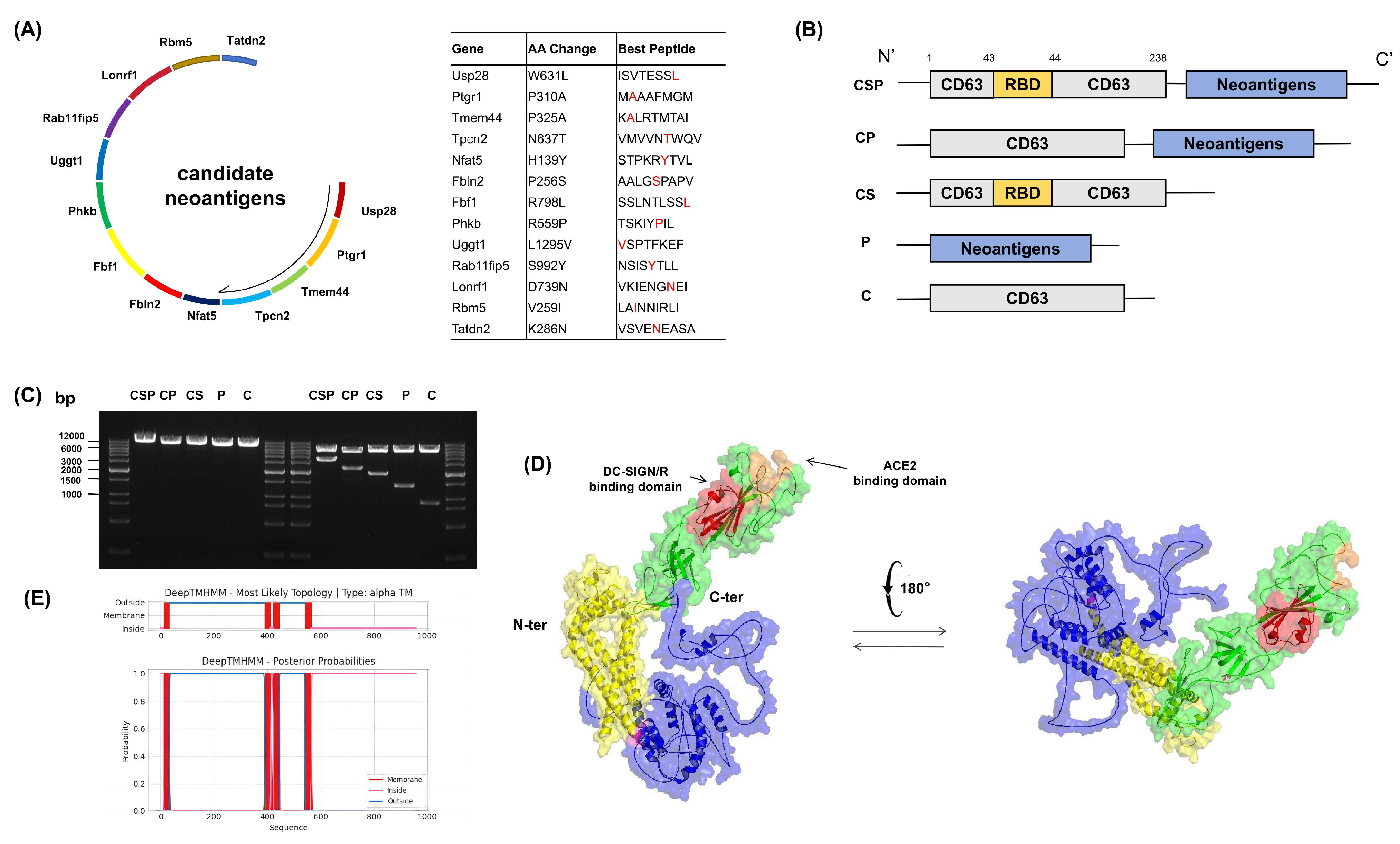 Vaccines 13 00977 g002
