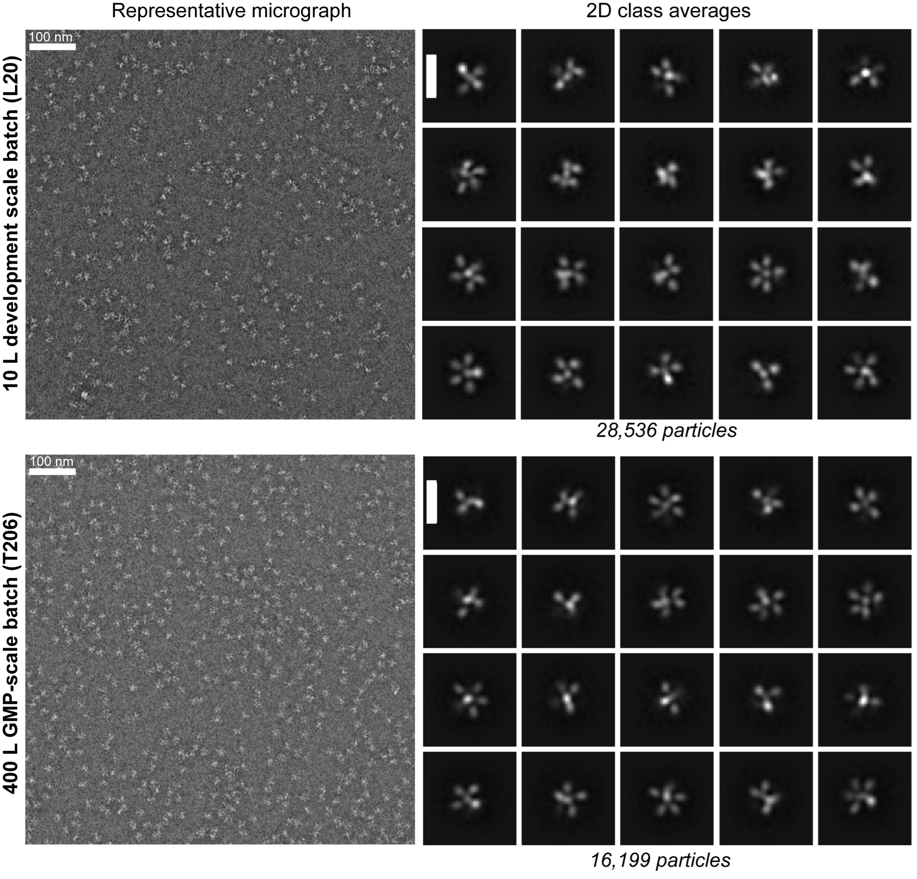 Vaccines 13 00980 g007 Vaccines 13 00980 g007