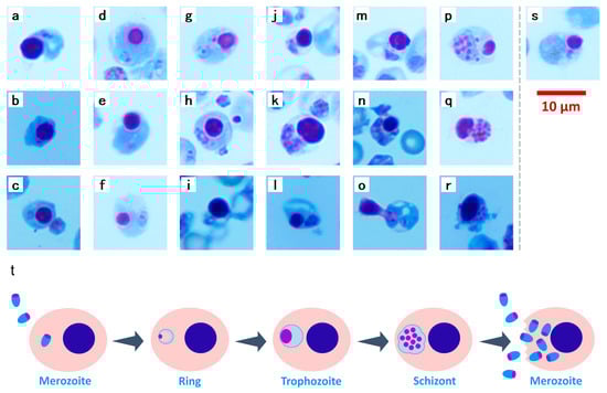 Vaccines 13 00988 g005