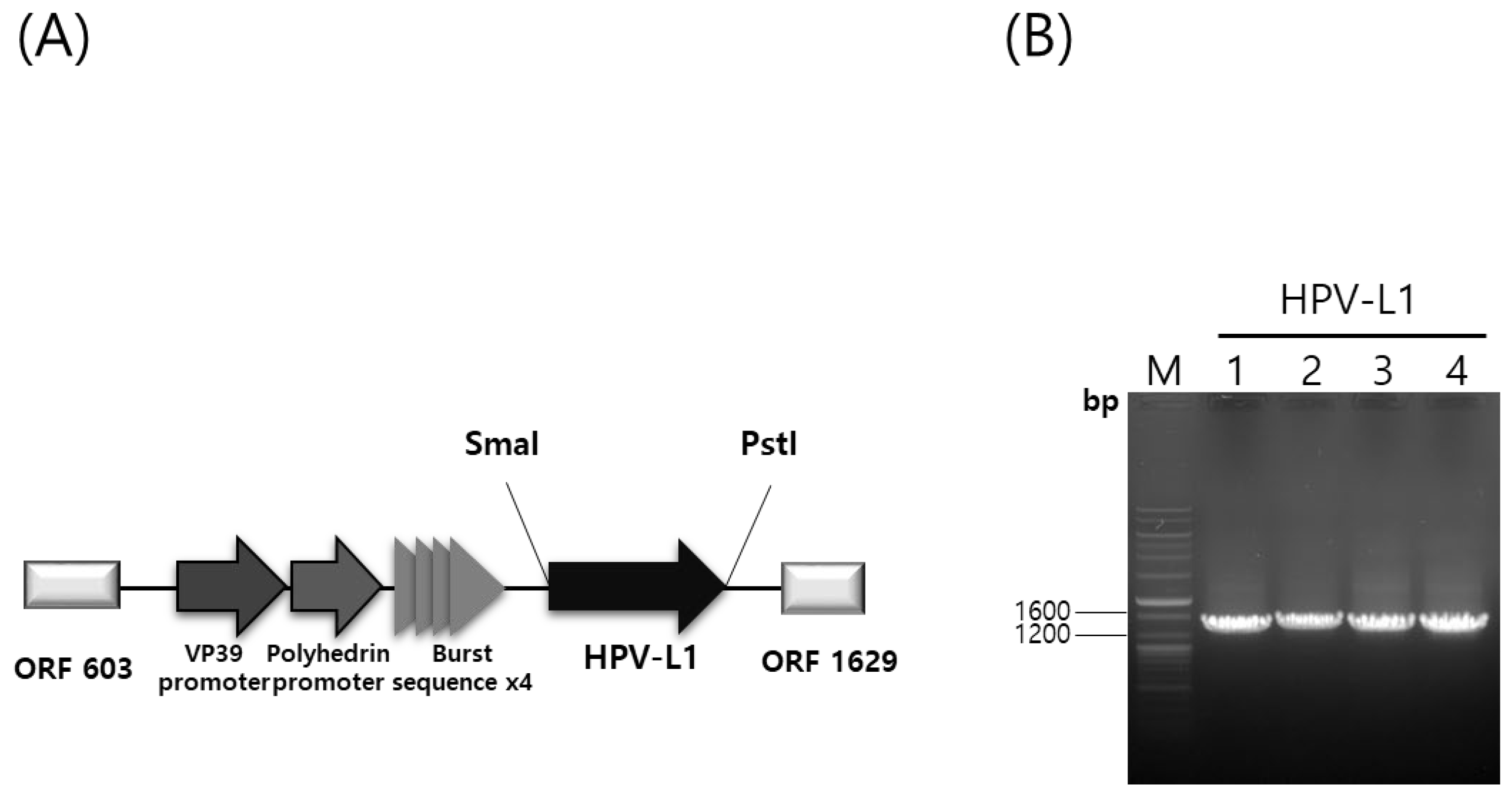 Vaccines 13 01006 g001