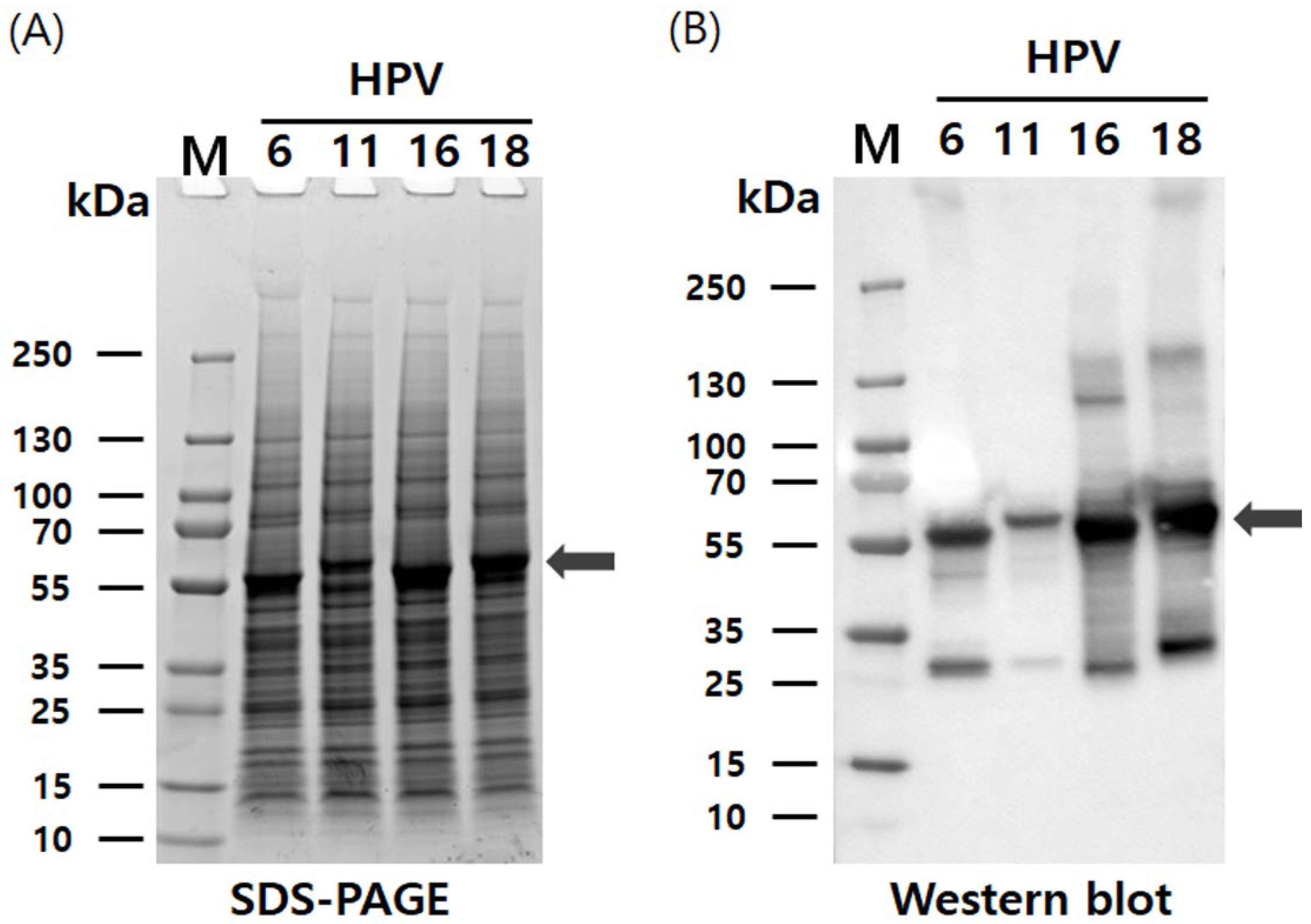 Vaccines 13 01006 g002