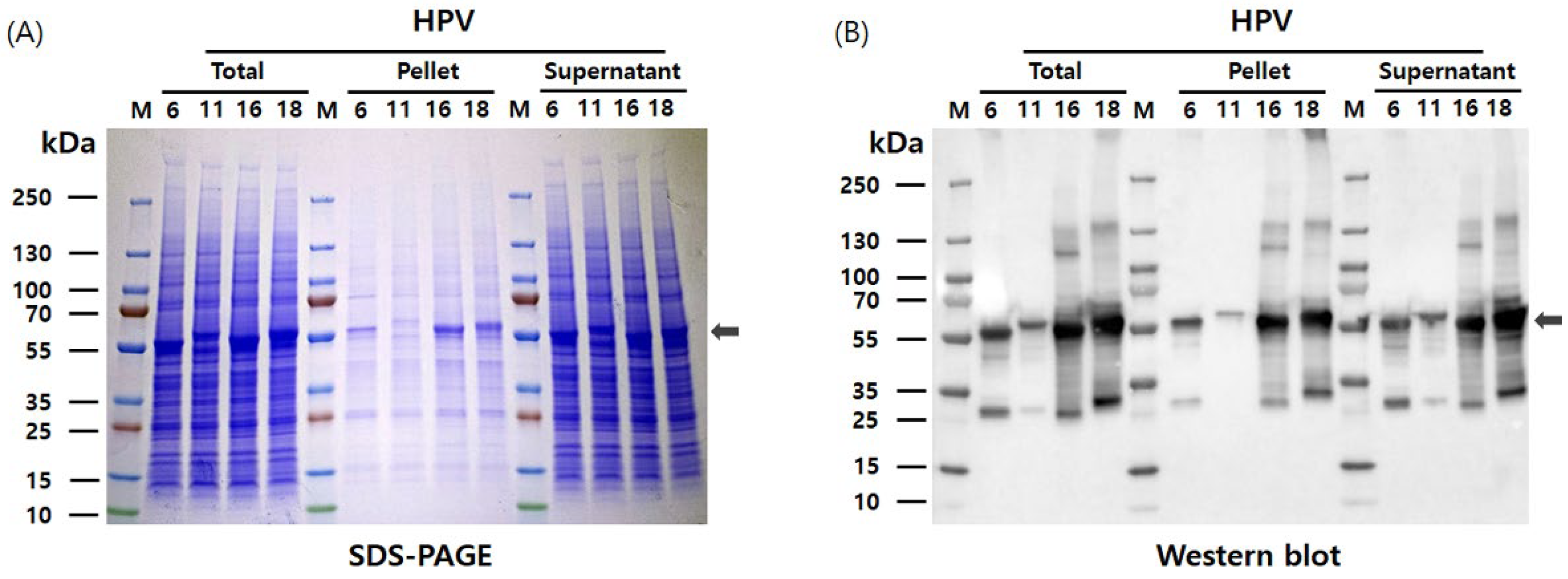 Vaccines 13 01006 g003