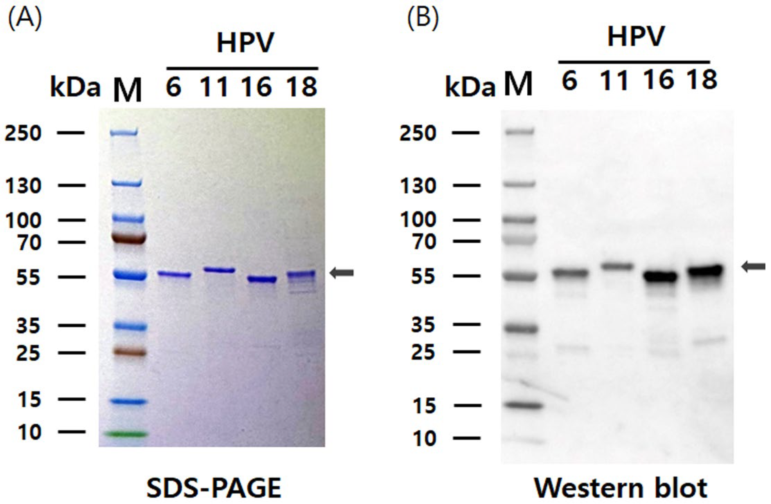 Vaccines 13 01006 g004