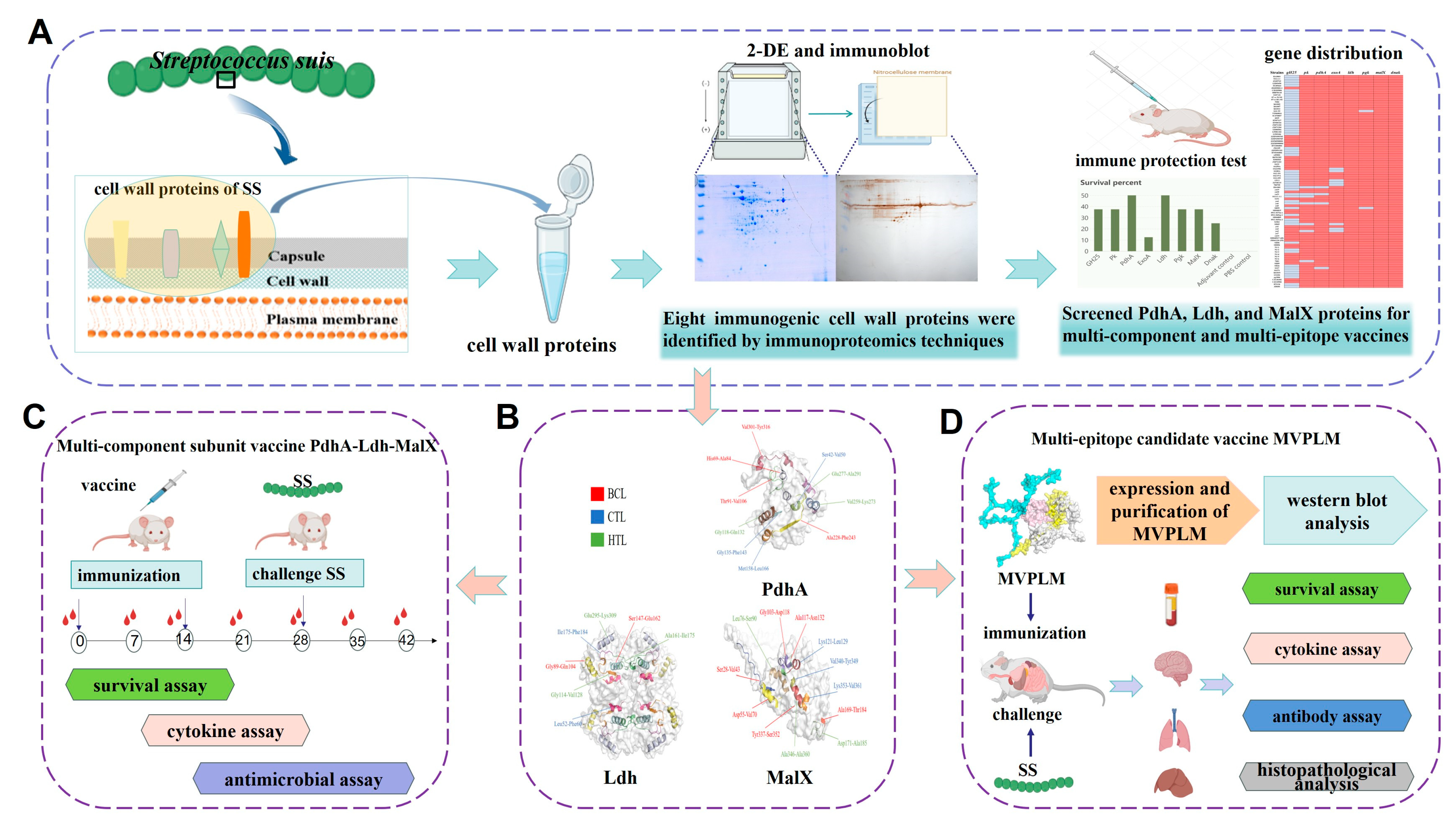 Vaccines 13 01020 g001 Vaccines 13 01020 g001