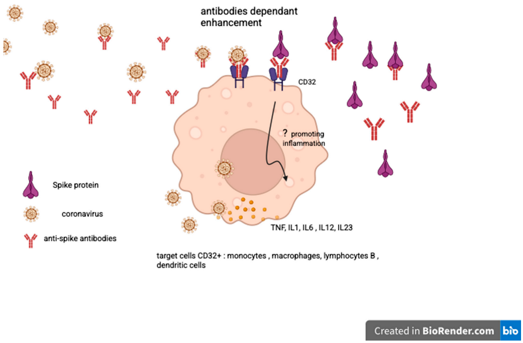 Vaccines 13 01028 i003