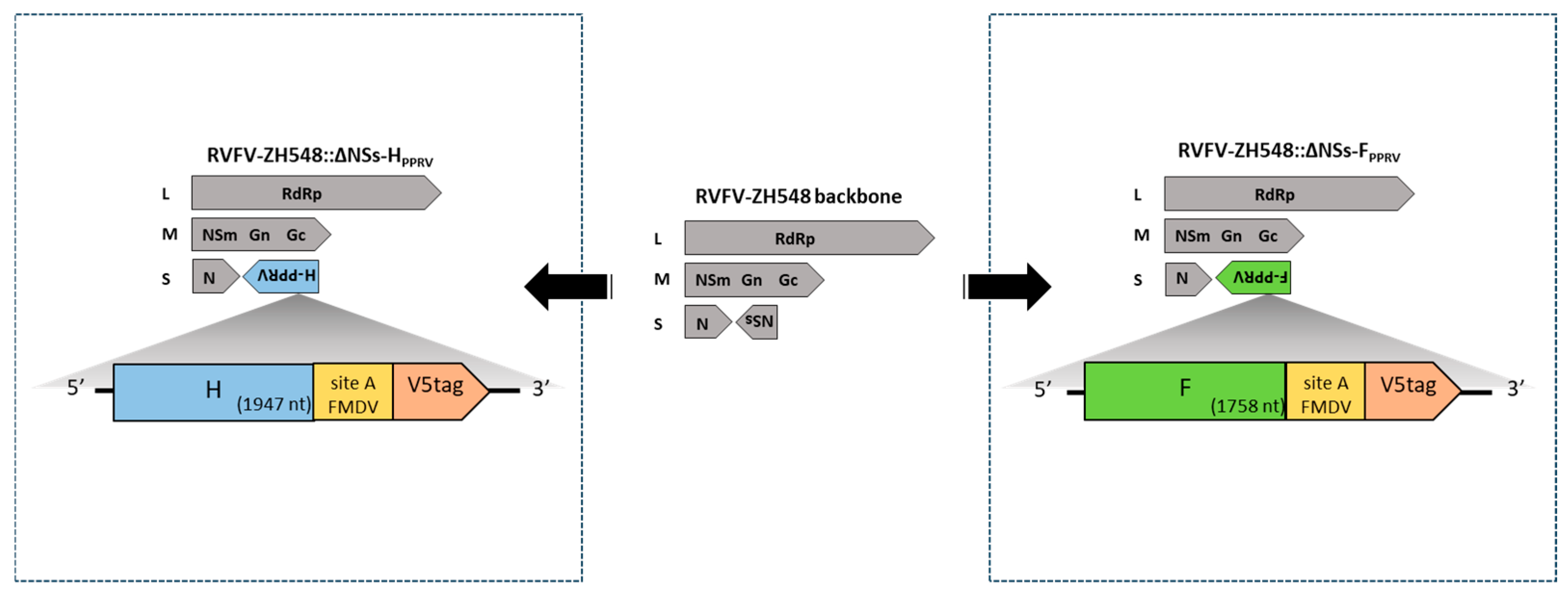 Vaccines 13 01039 g001
